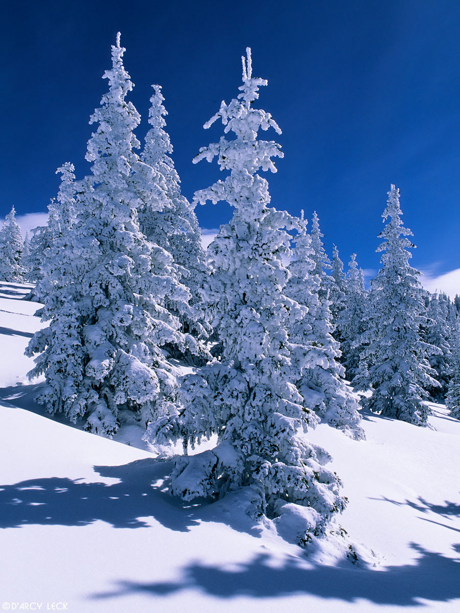 Snow covered trees near top of Tesuque Peak in the Santa Fe National Forest, New Mexico, USA