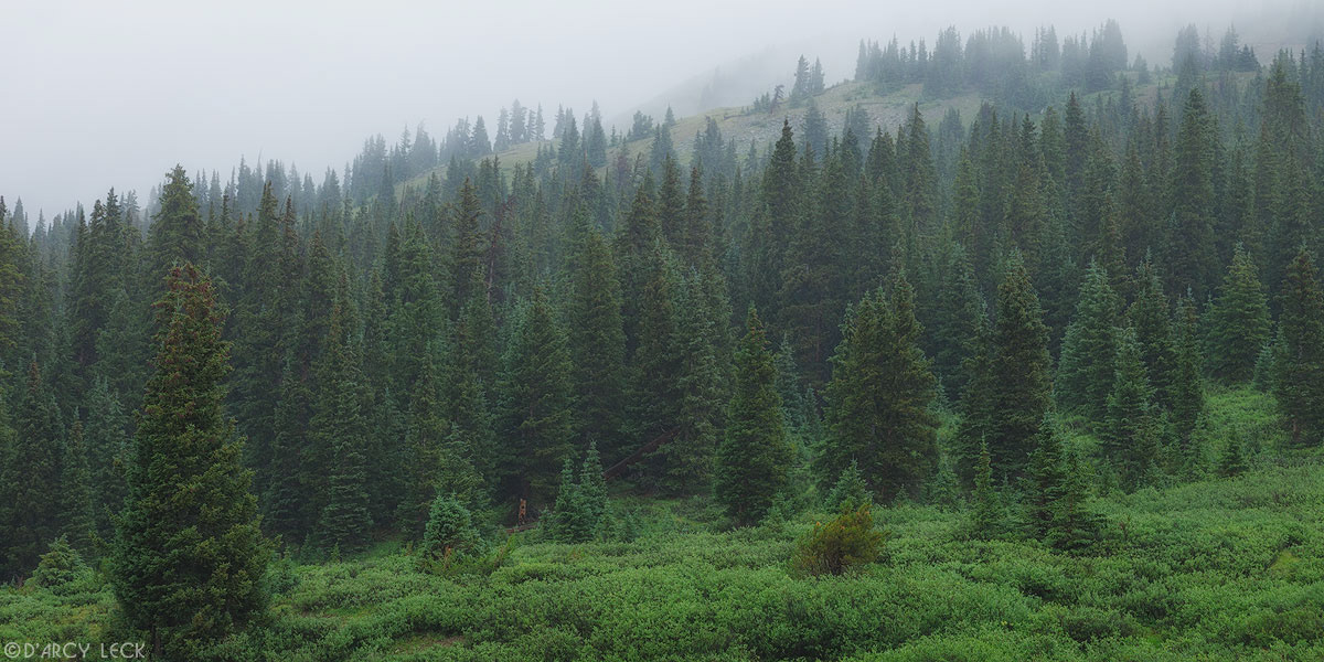 Fog enshrouds the forest near Cottonwood Pass, Colorado