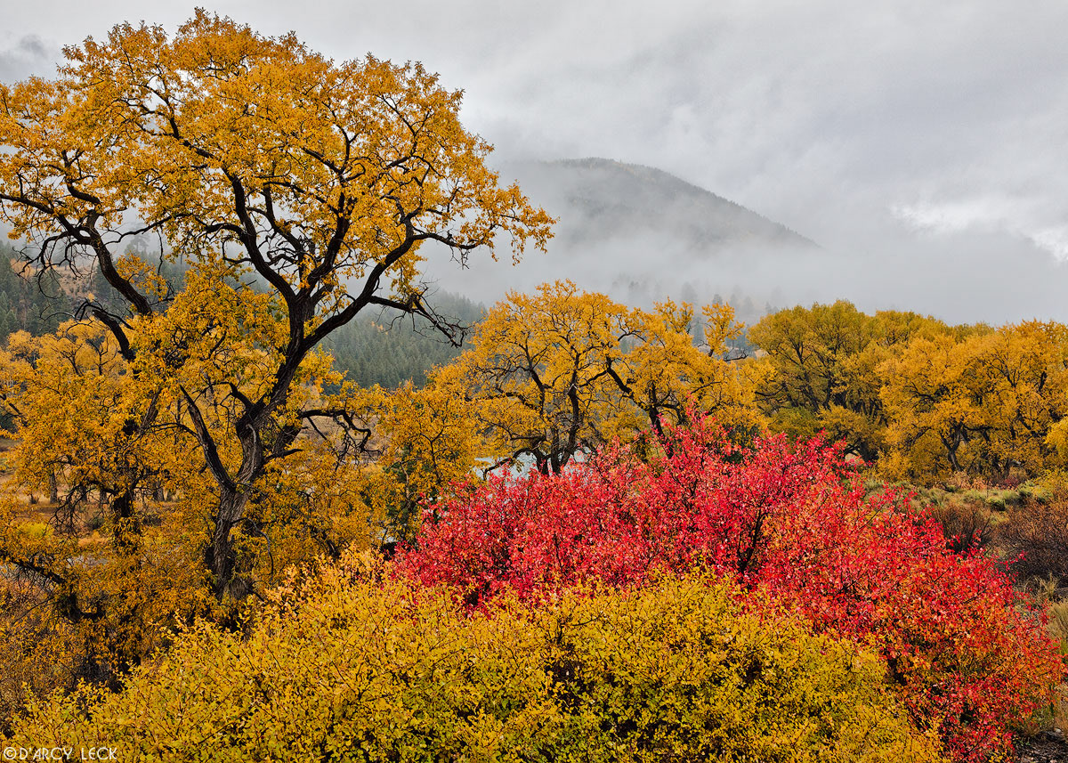 Bushes and cottonwood trees with autumn foliage in the Rio Grande River valley with rain clouds swirling around the Rio Grande Pallisades in distance, Colorado
