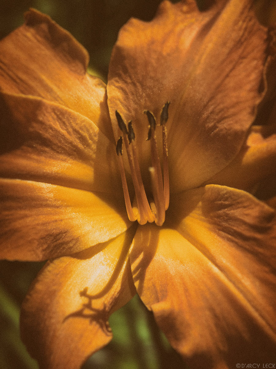 Orange daylily at Minnesota Arboretum