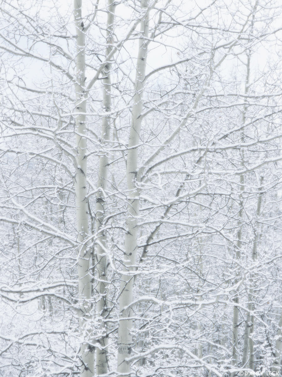 Snow covered aspens after snow storm in San Juan National Forest, Colorado, USA