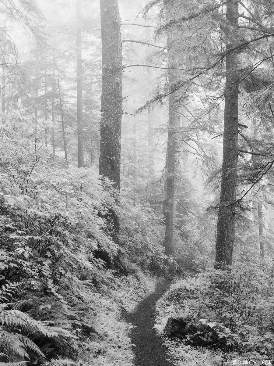 temperate rainforest, Cape Lookout, Oregon
