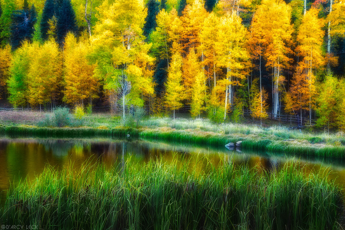 Cattails and forest line Rowdy Lake in Autumn, Colorado