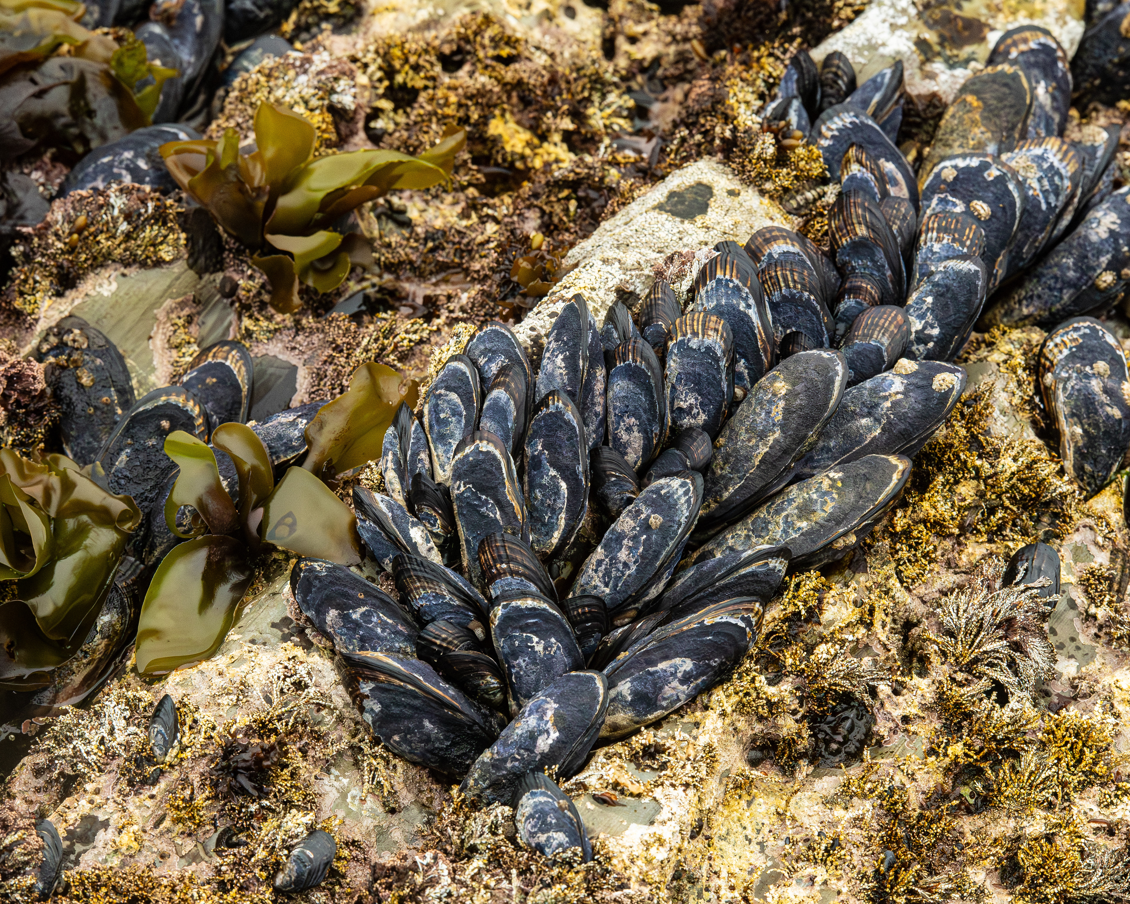 Mussels, Morro Bay, California, USA.