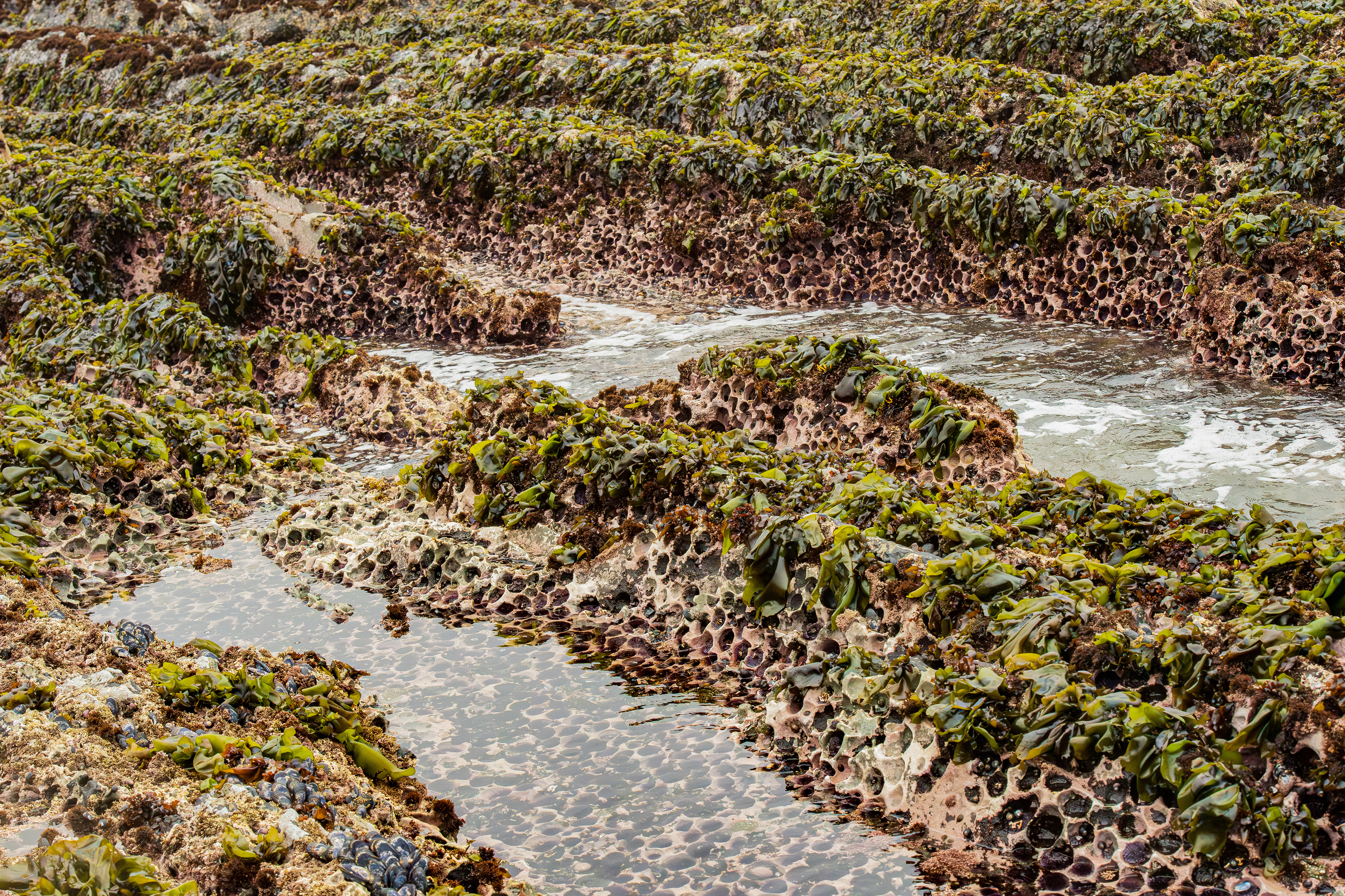 Sea Urchins, Morro Bay, California, USA.