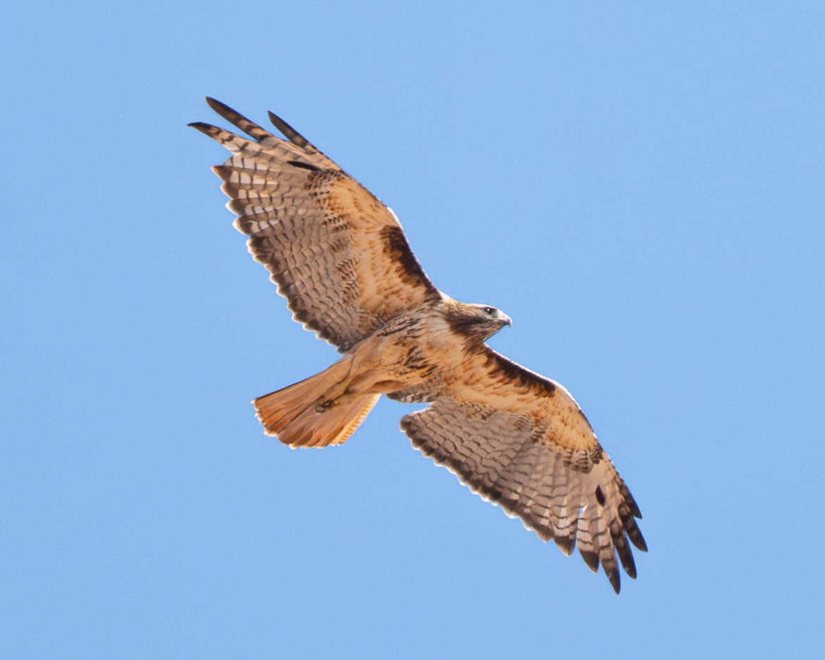 Red Tailed Hawk, UT, USA.