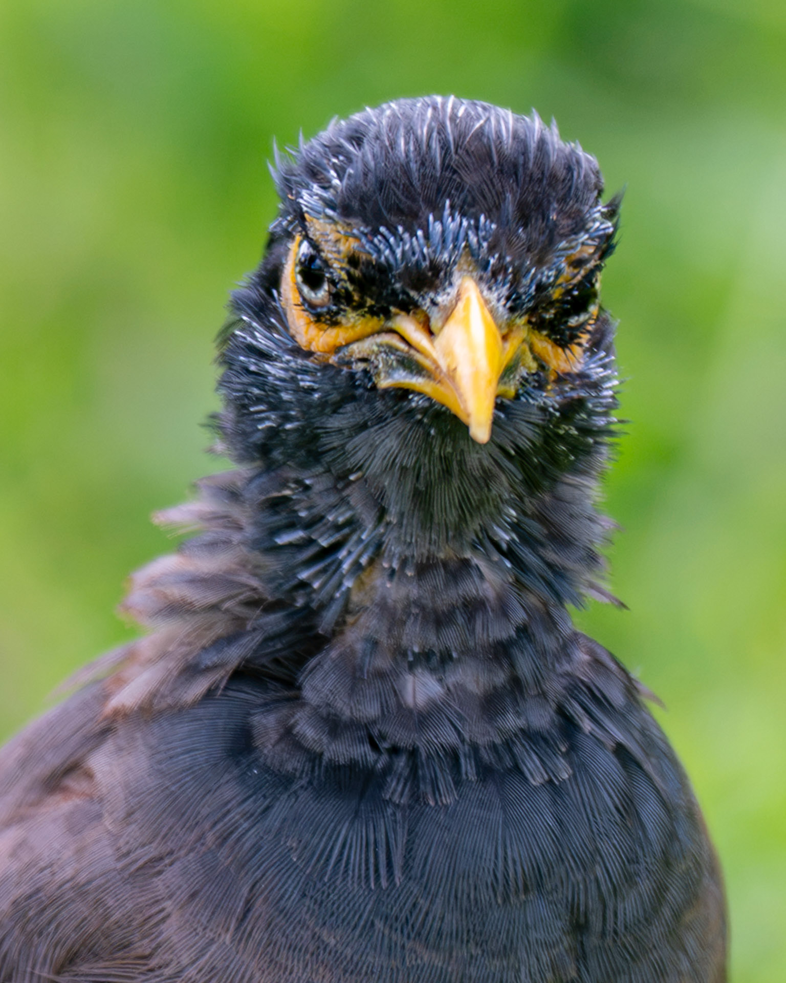 Common Myna, HI, USA.