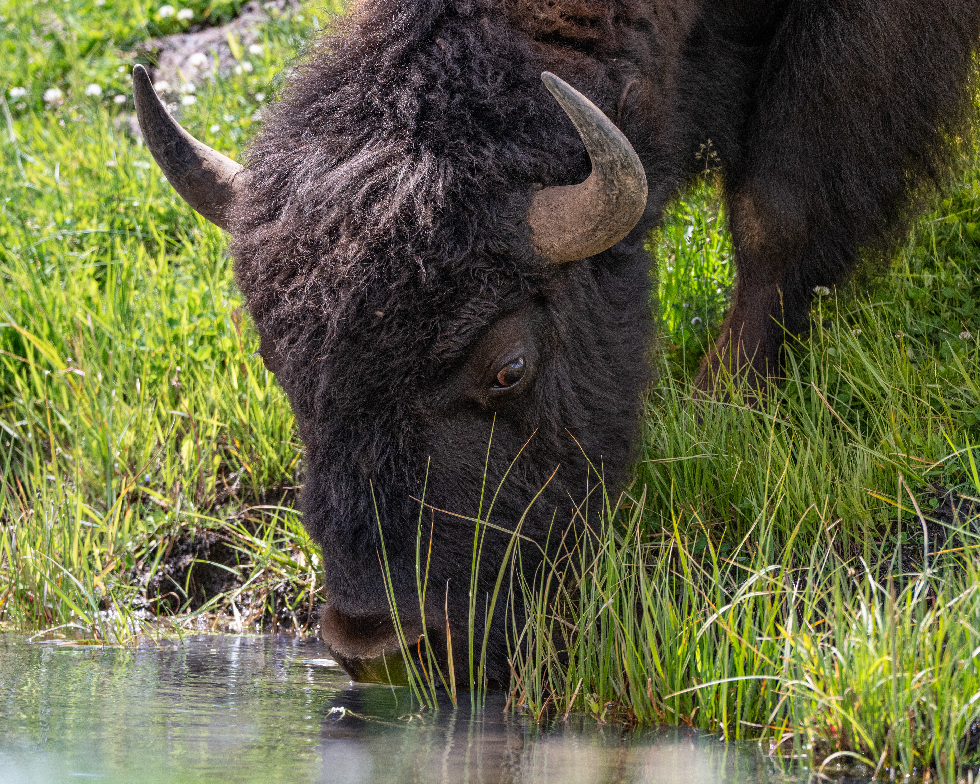 American Bison male, Yellowstone National Park, WY, USA.