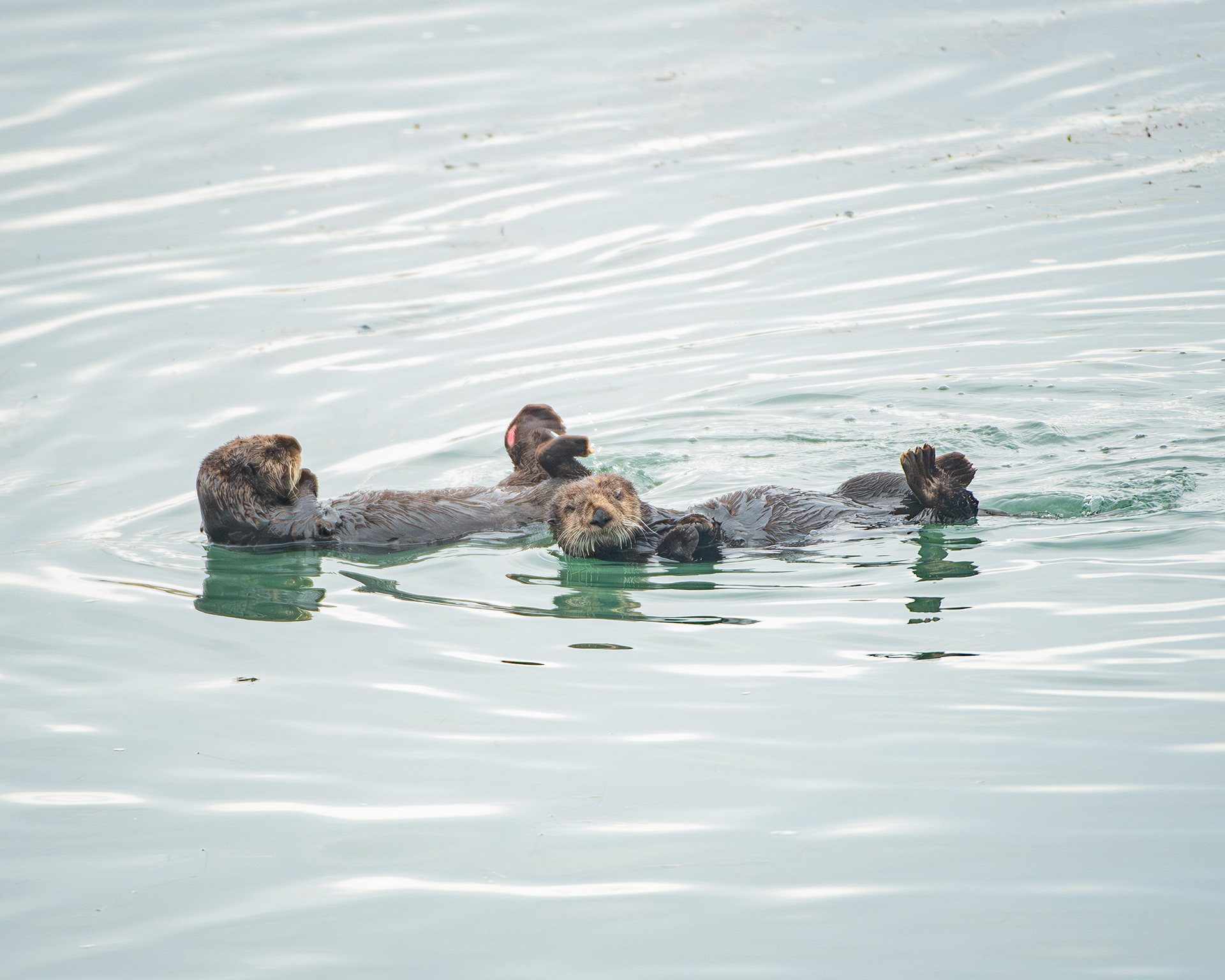 Souther Sea Otter, Morro Bay, CA, USA.