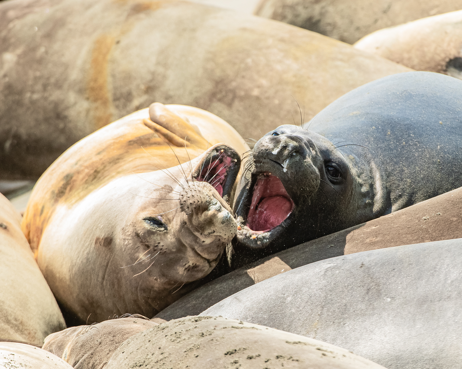 Elephant Seal, CA, USA.