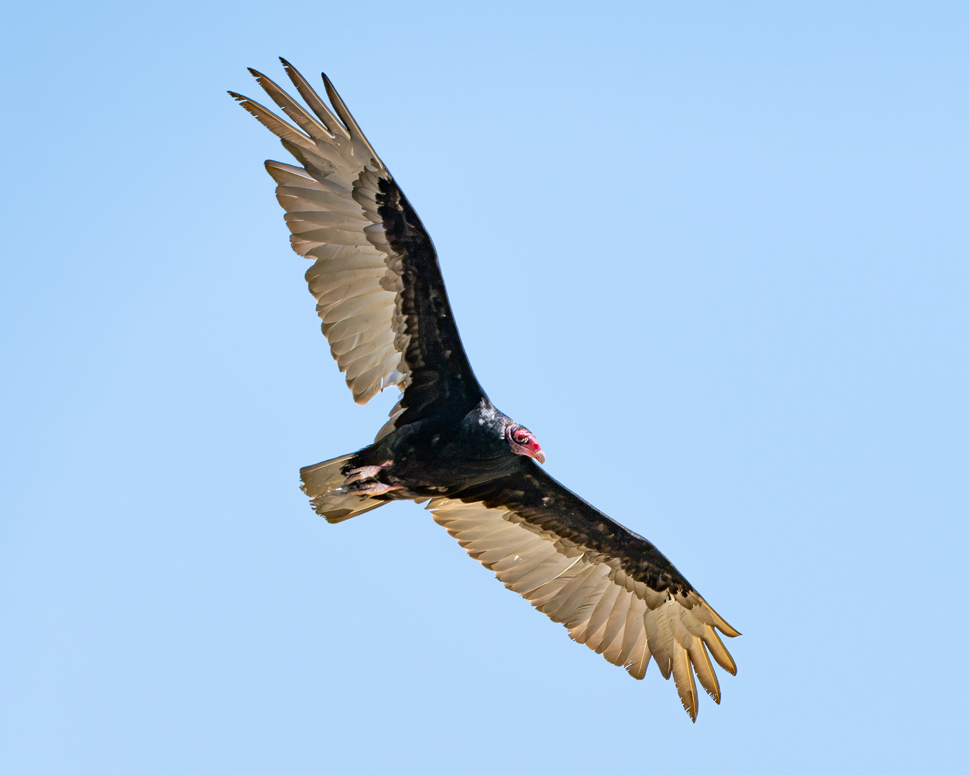 Turkey Vulture, WY, USA.