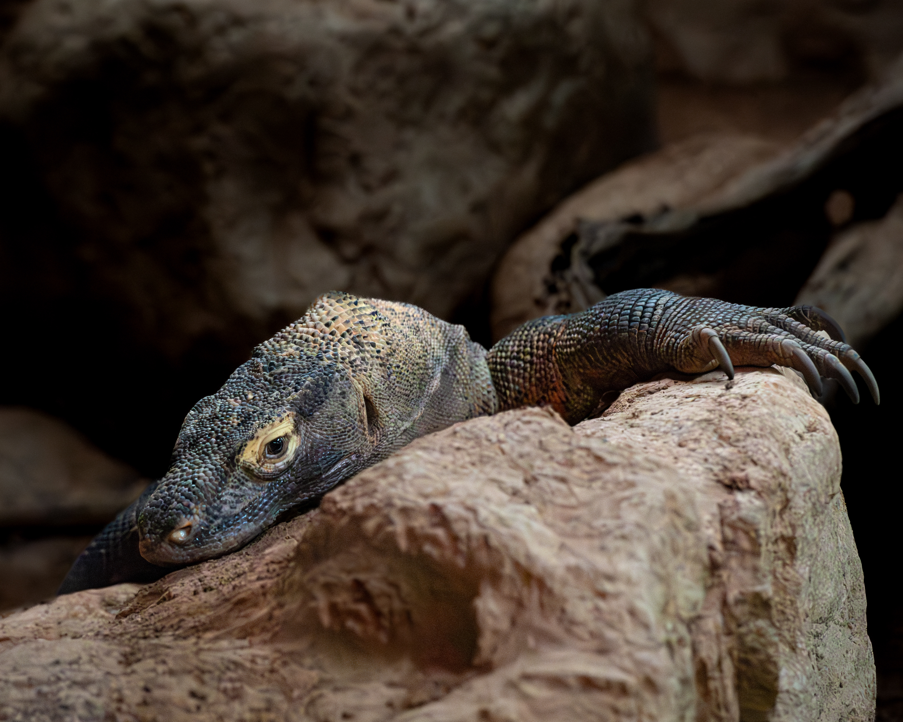 Komodo Dragon, LA Zoo.
