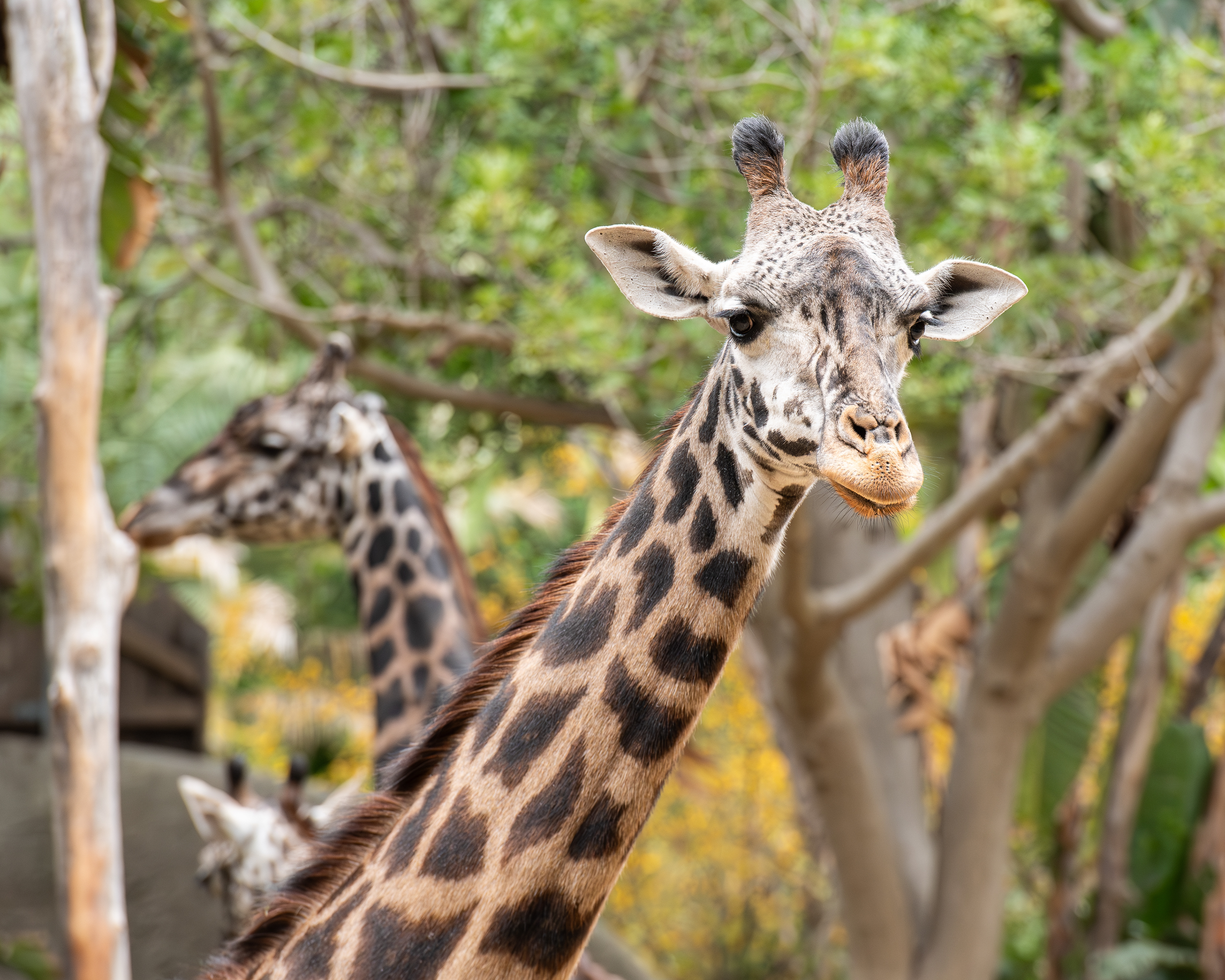 Giraffe, LA Zoo.
