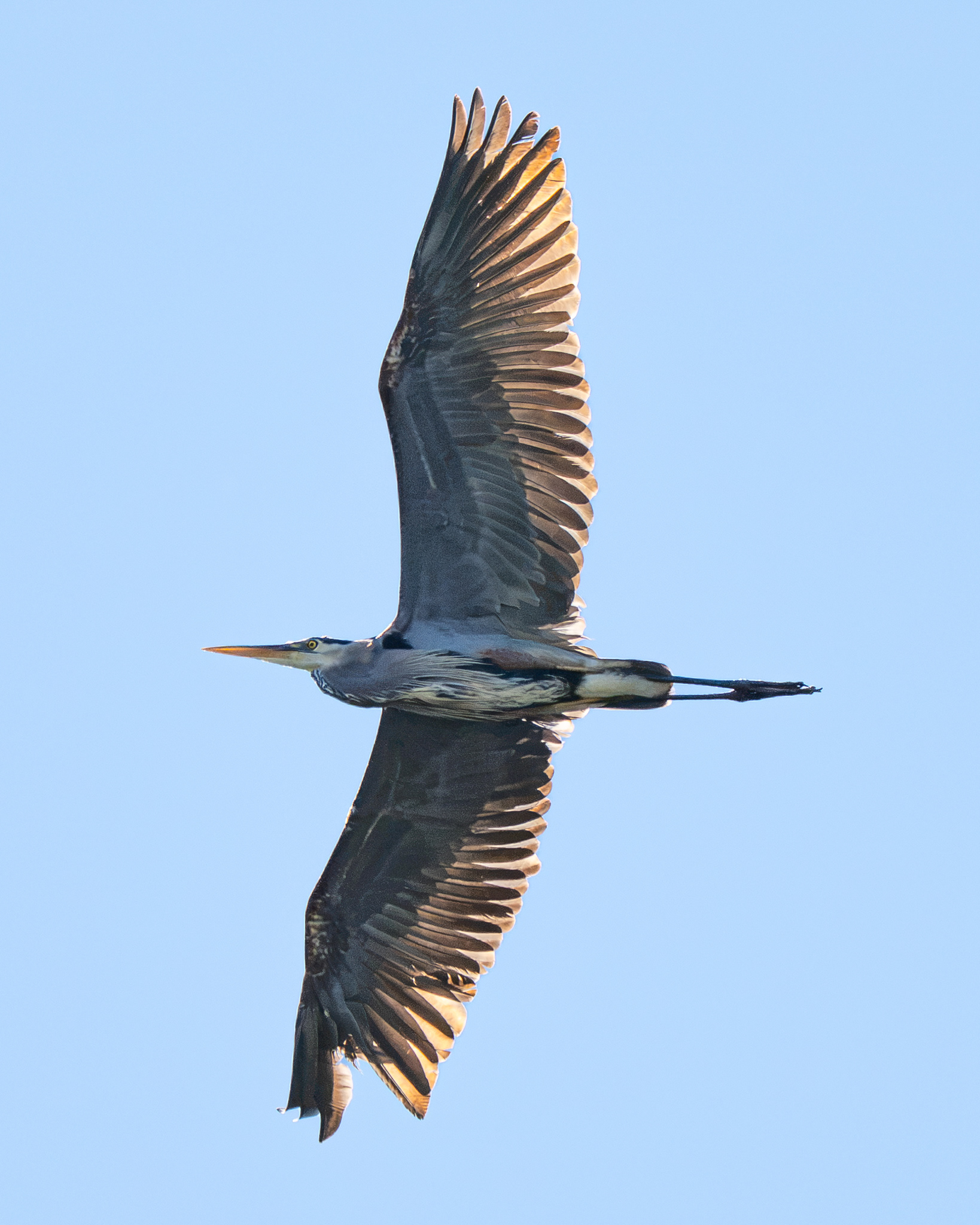 Great Blue Heron, SD, USA.