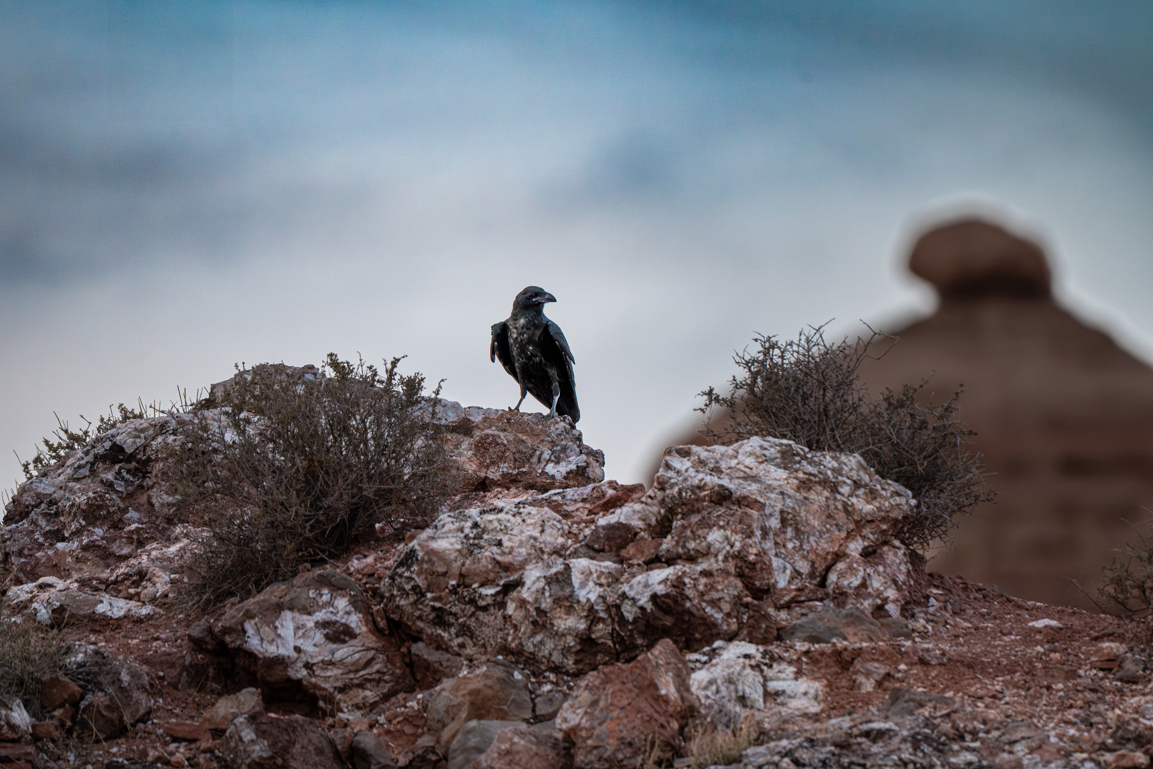 Common Raven, UT, USA.