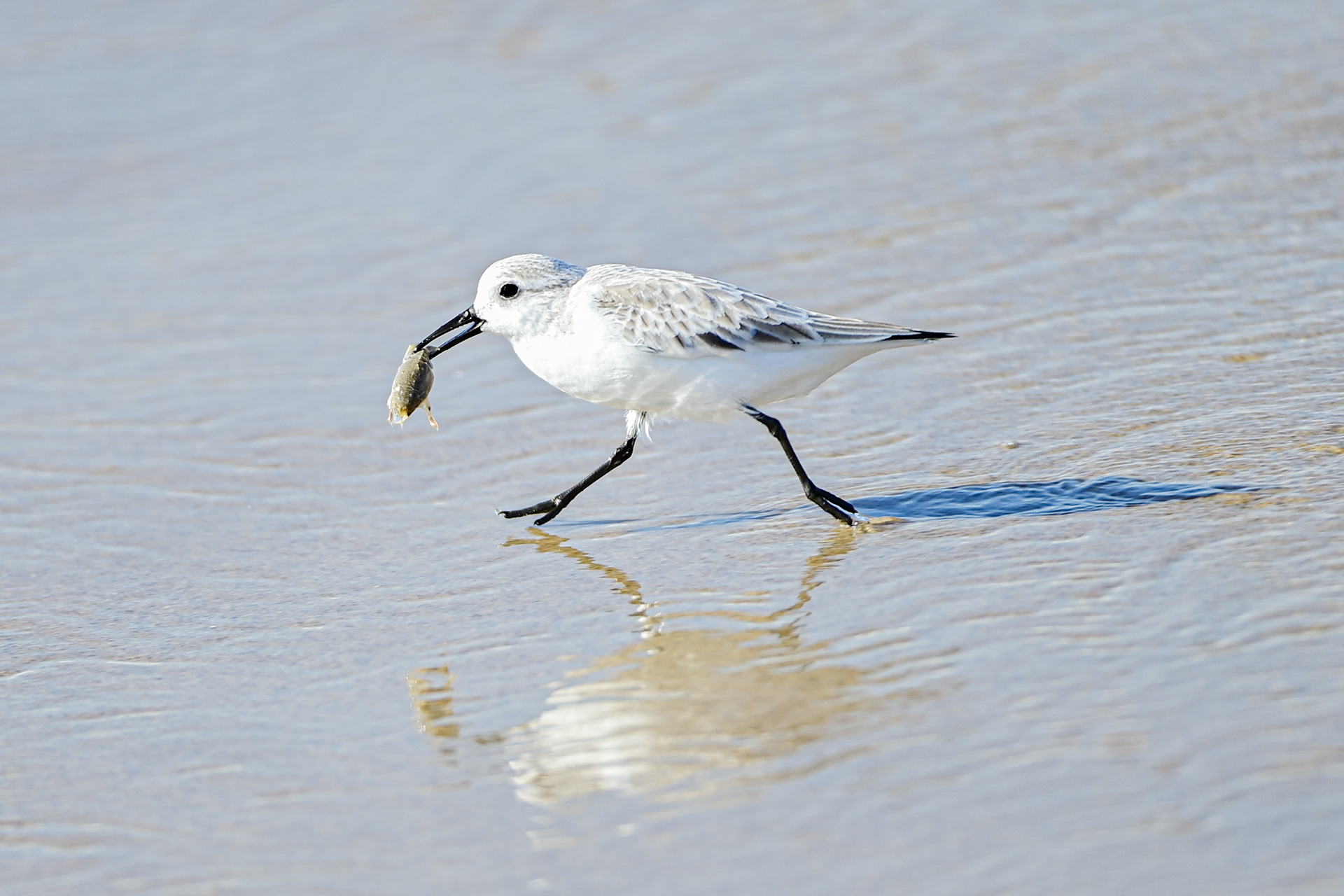 Sanderling, California, USA.