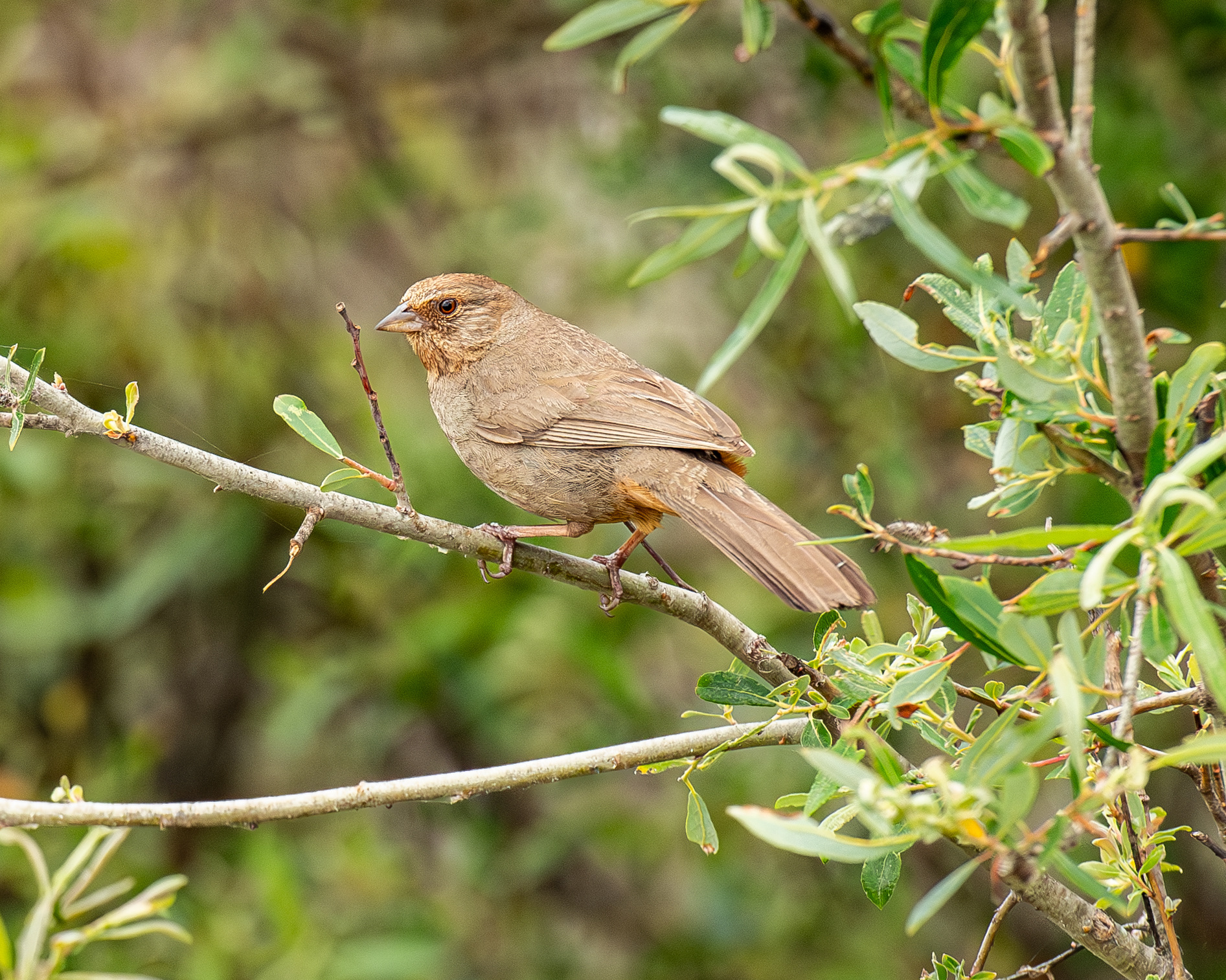 California Towhee, CA, USA.