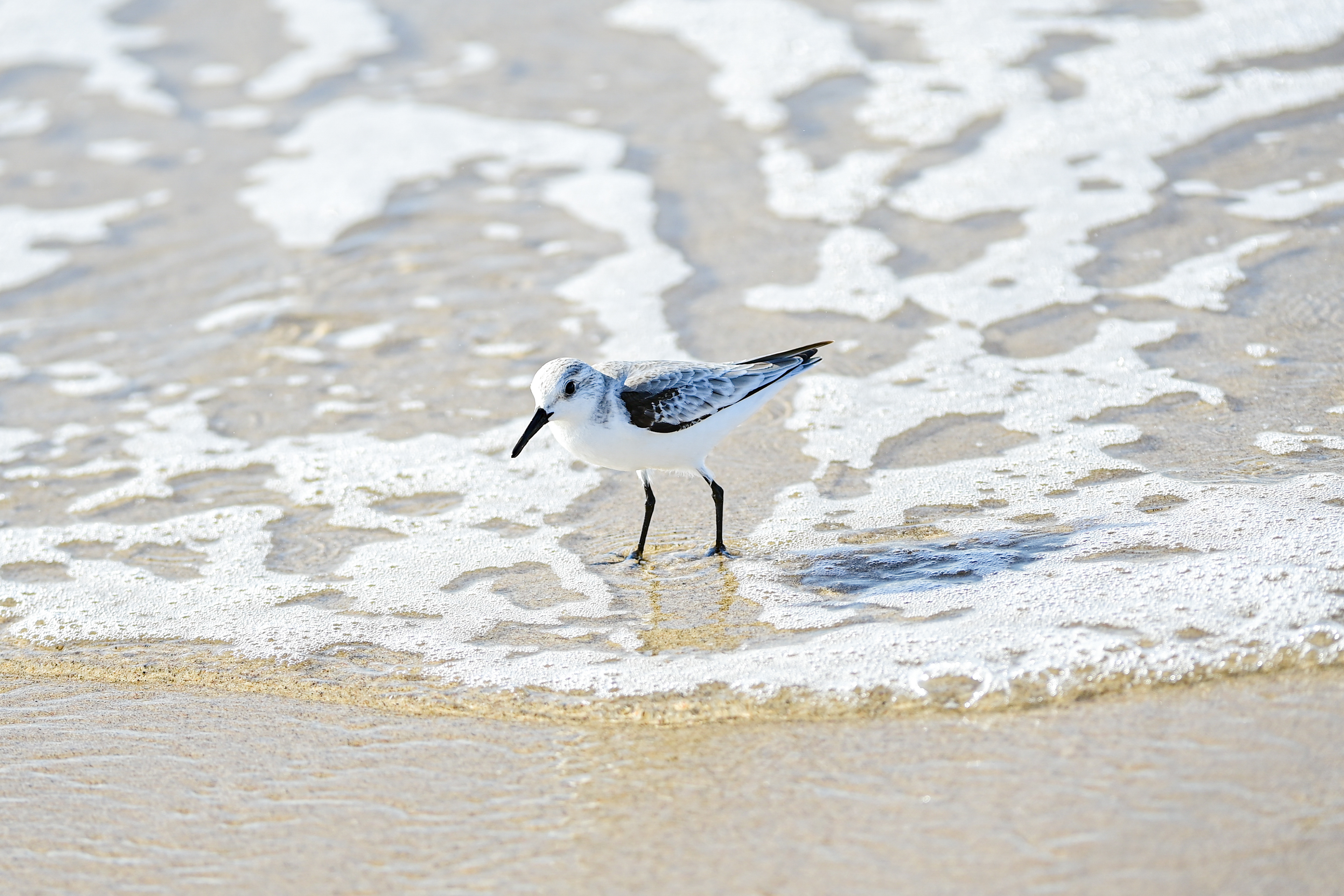 Sanderling, California, USA.