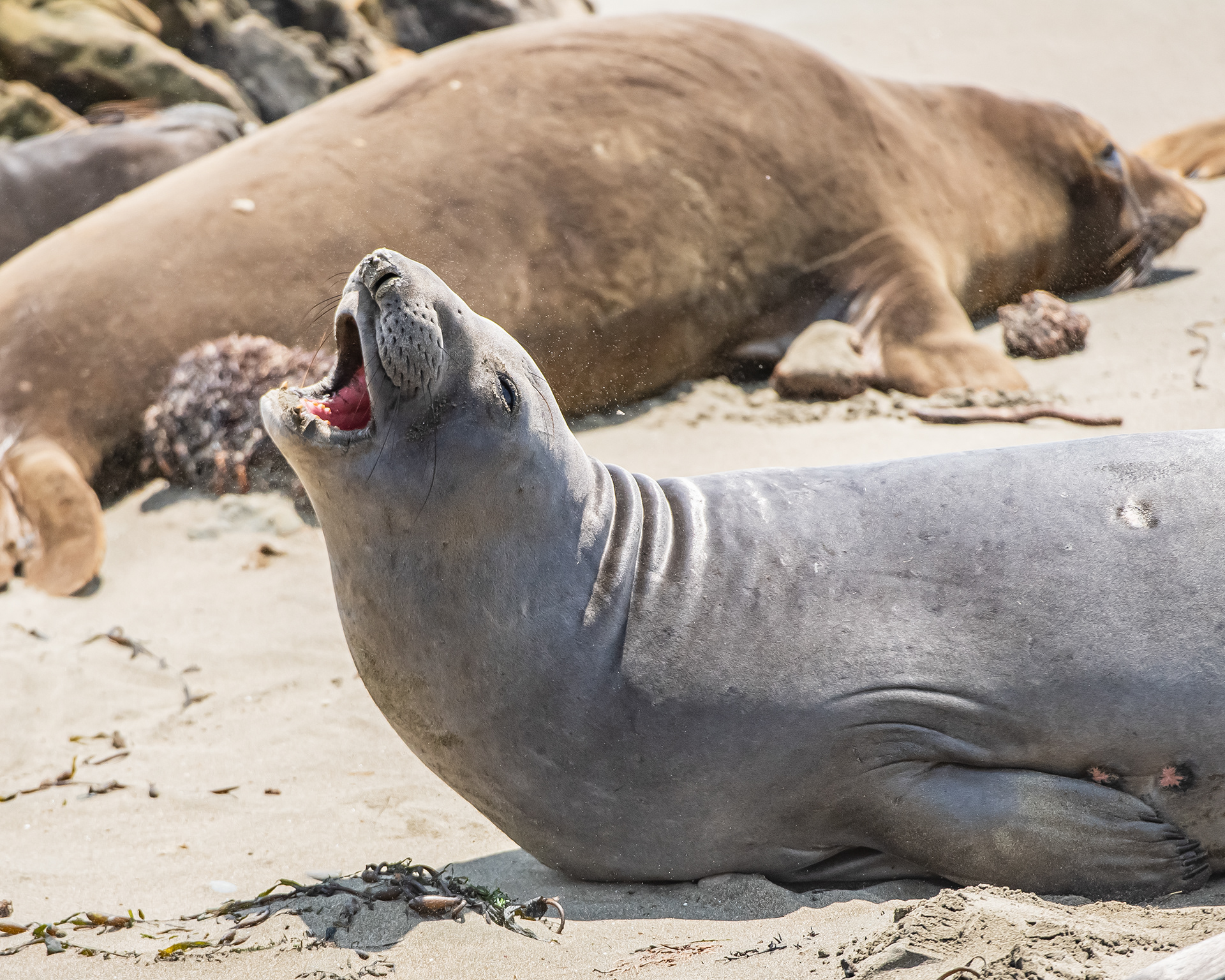Elephant Seal, Morro Bay, California, USA.