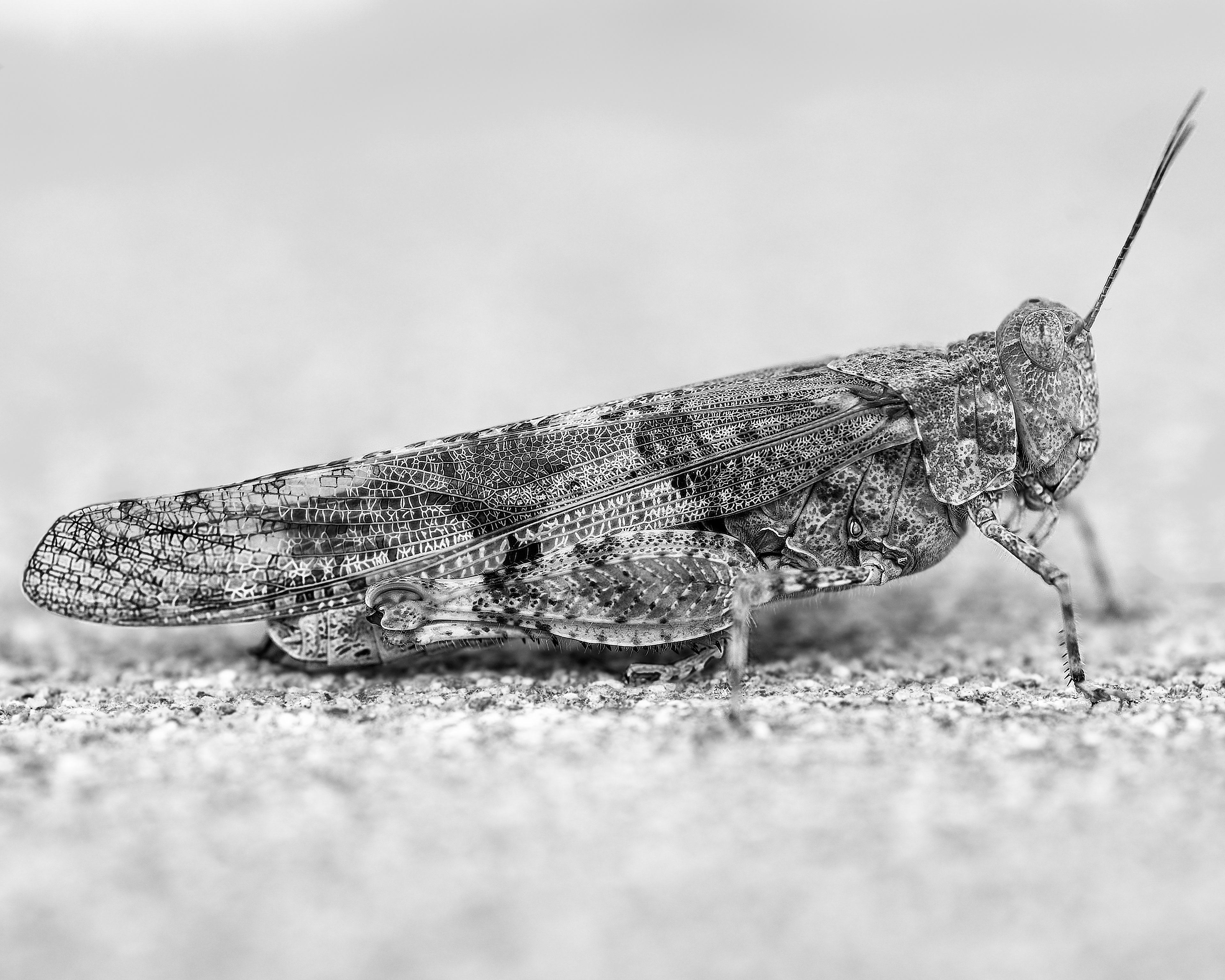 Pallid-winged Grasshopper, CA USA.