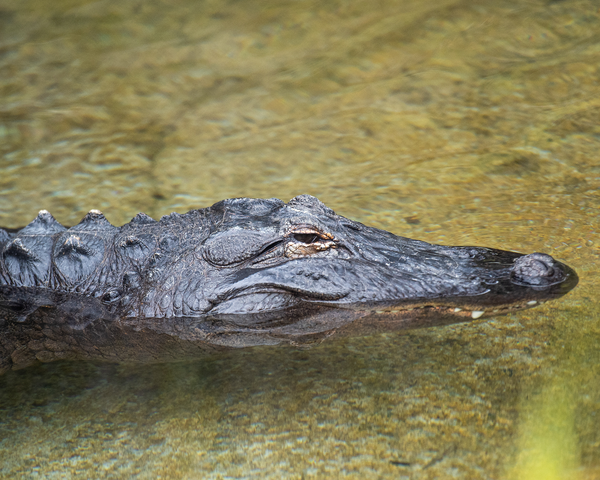 Alligator, LA Zoo.