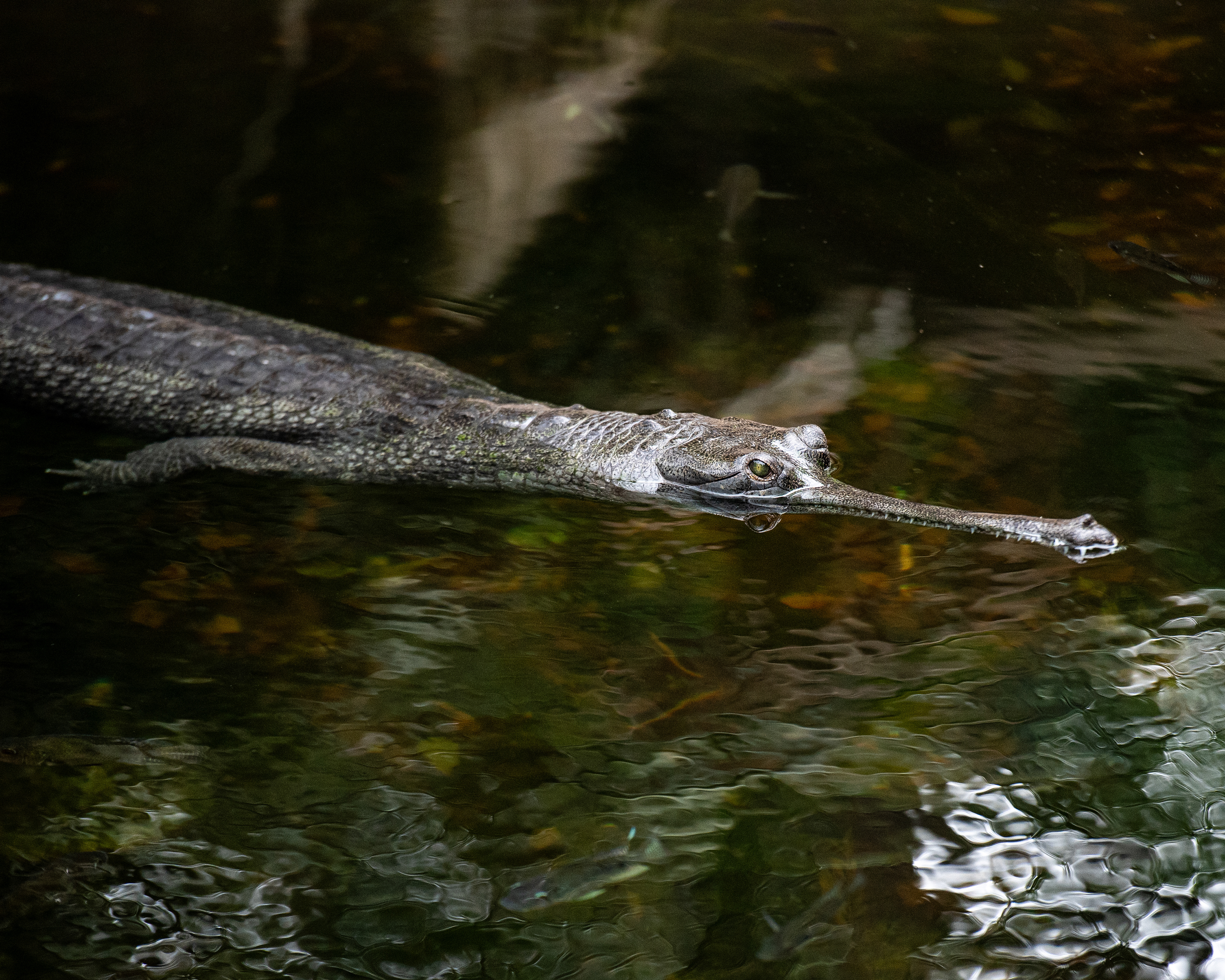 Gharial, LA Zoo.