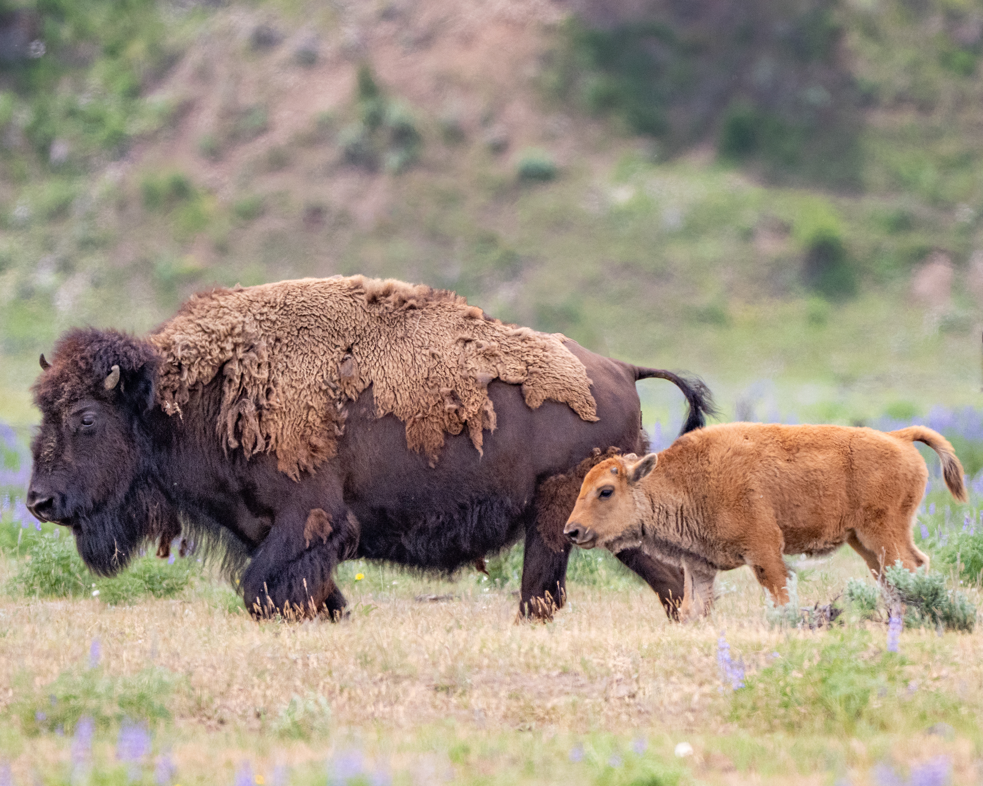 American Bison mother (left) and calf (right), Yellowstone National Park, WY, USA.