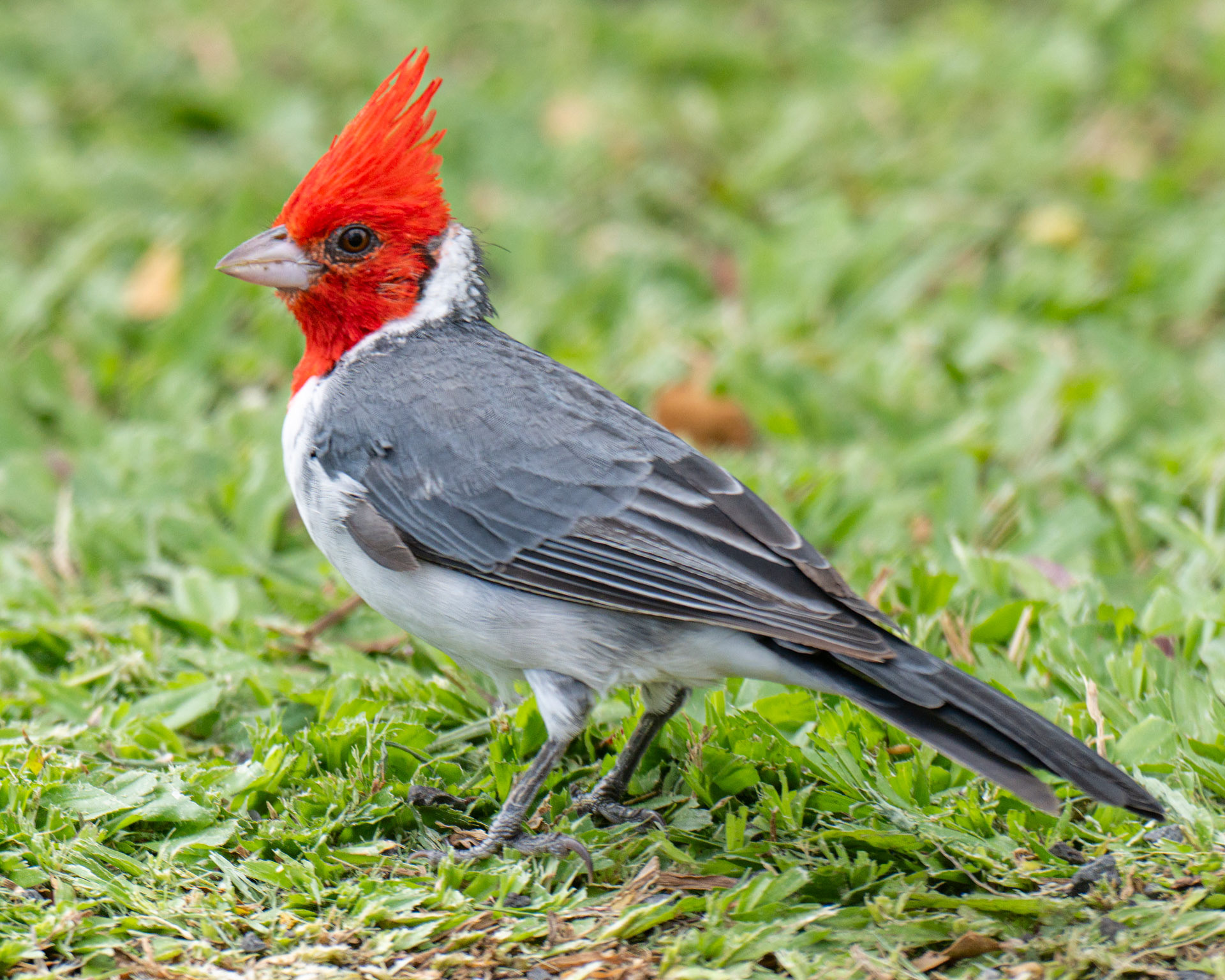 Red Crested Cardinal, HI, USA. 