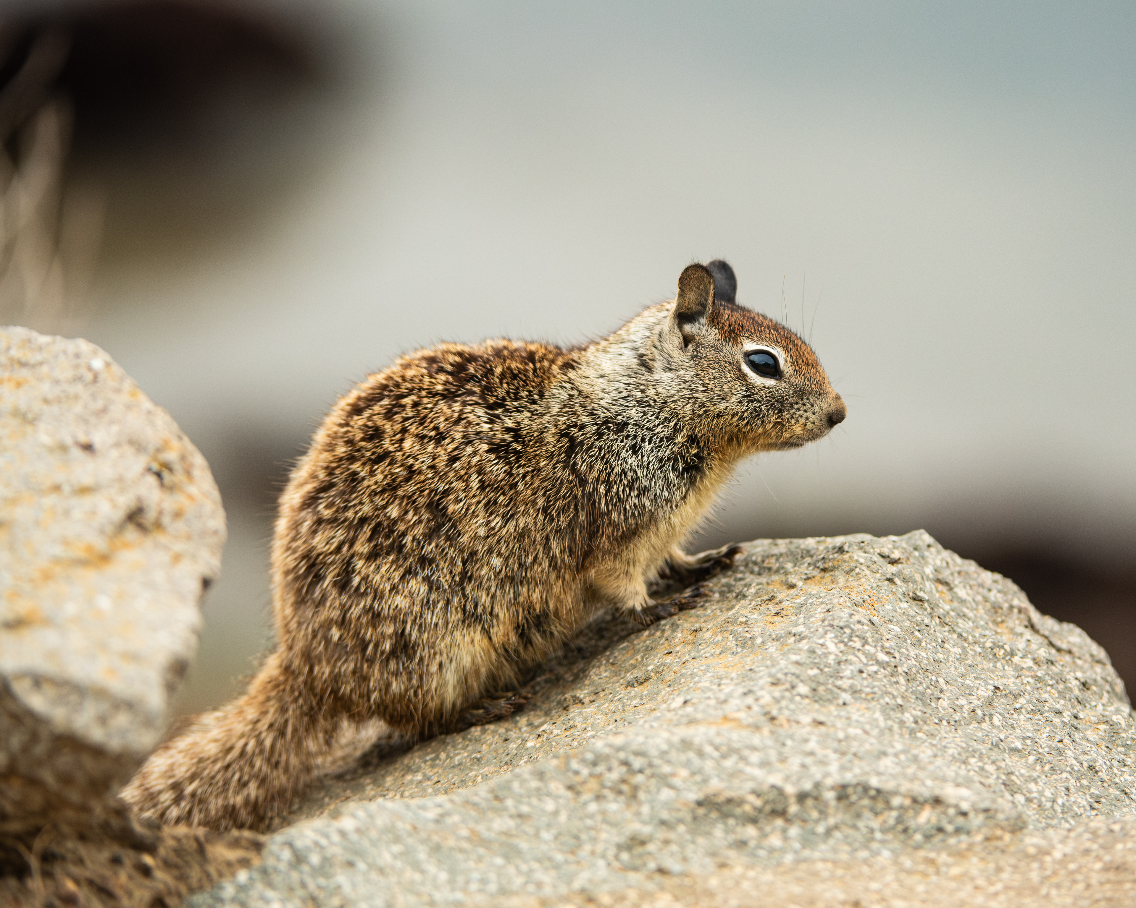 California Ground Squirrel, Morro Bay, California, USA.