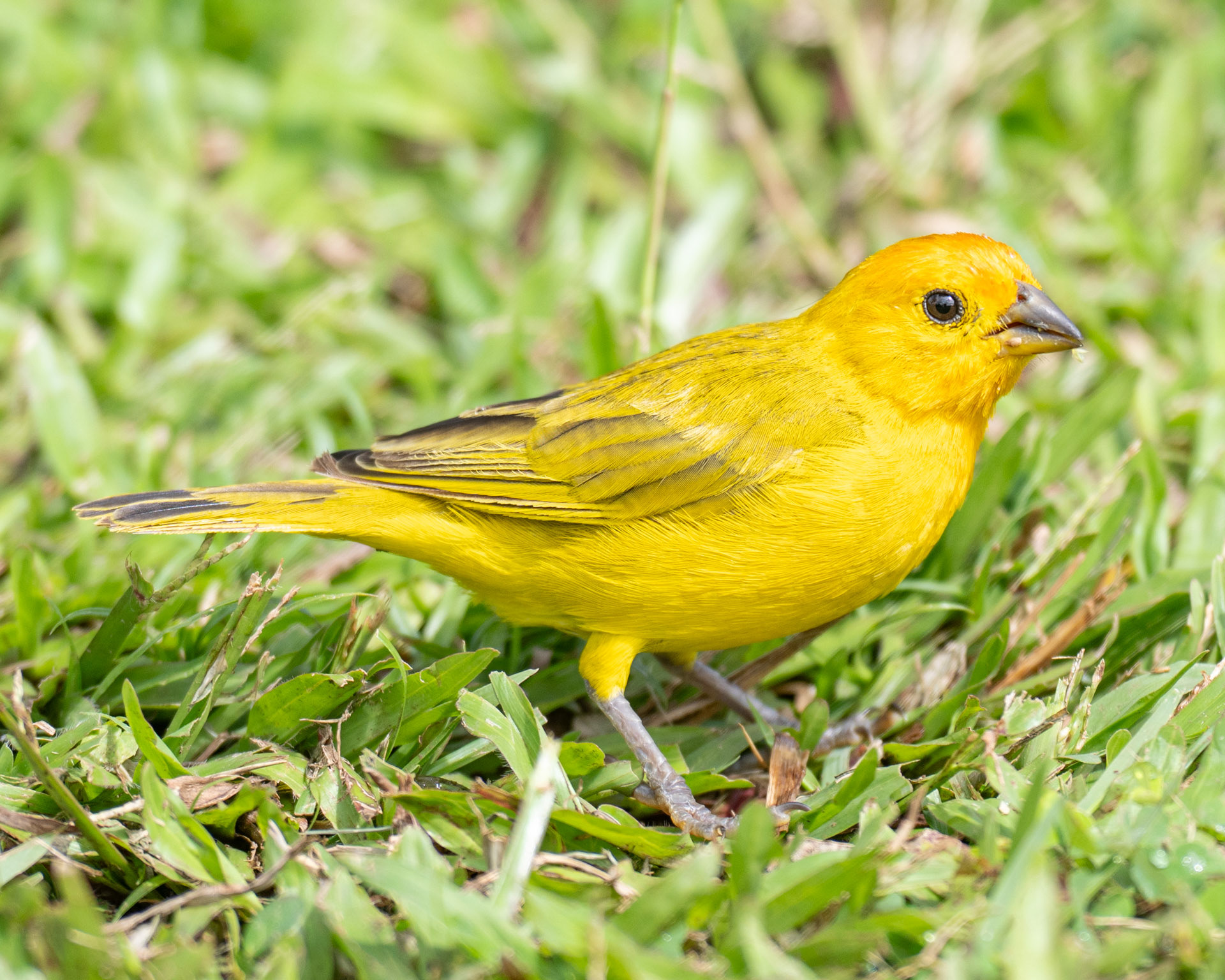 Saffron Finch, Hawaii.