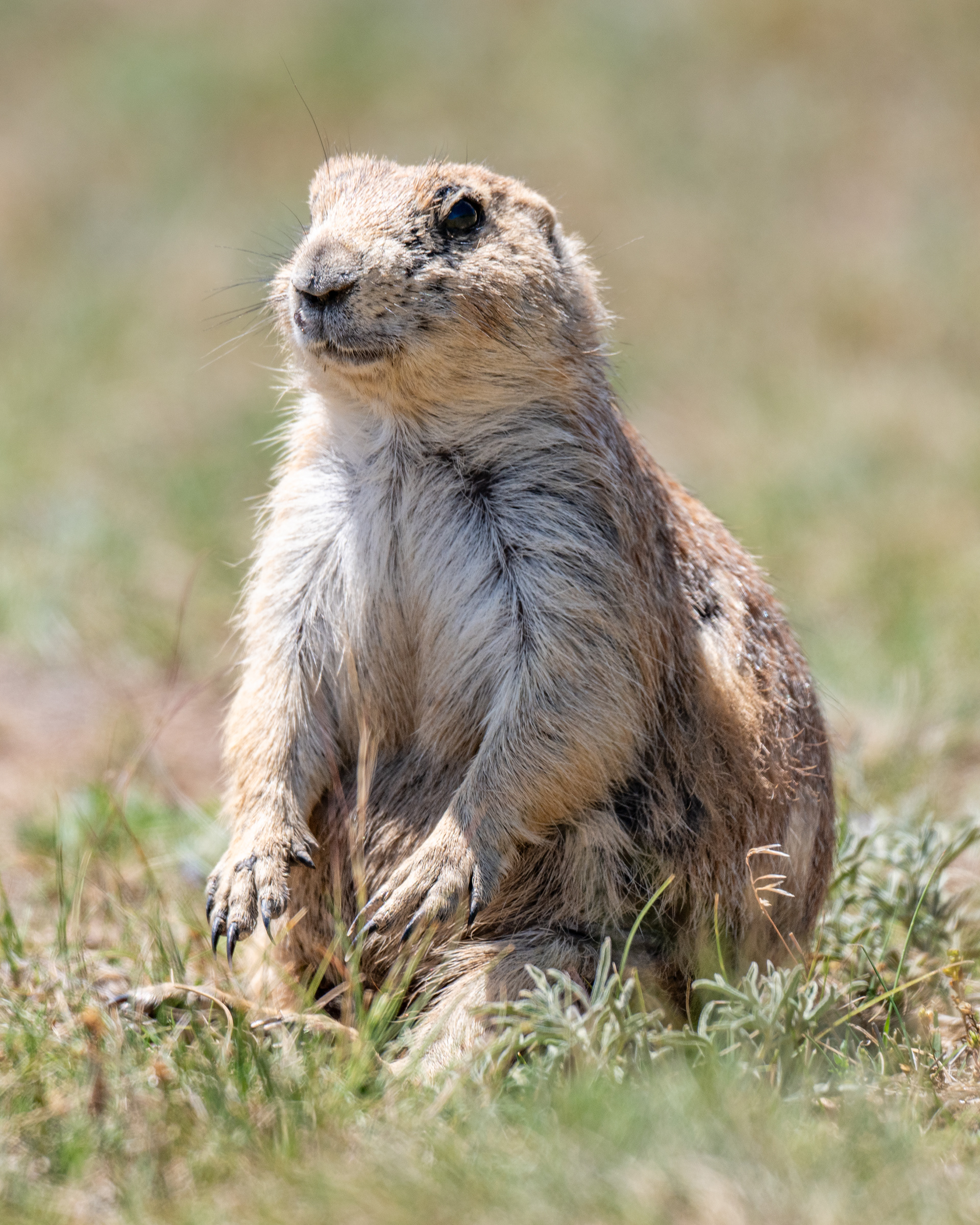 Black-tailed Prairie Dog, Devils Tower National Monument, WY, USA.