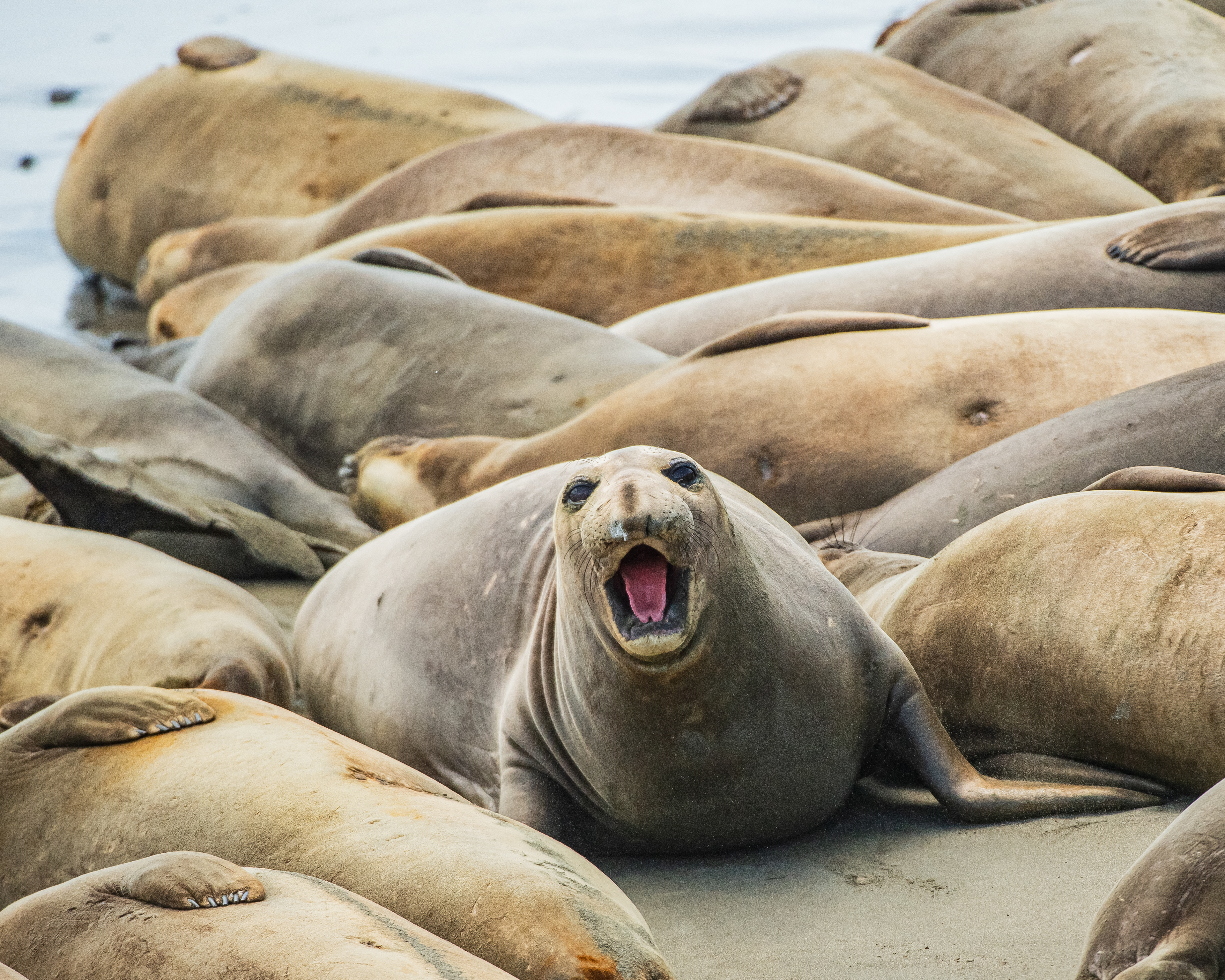 Elephant Seal, Morro Bay, California, USA.