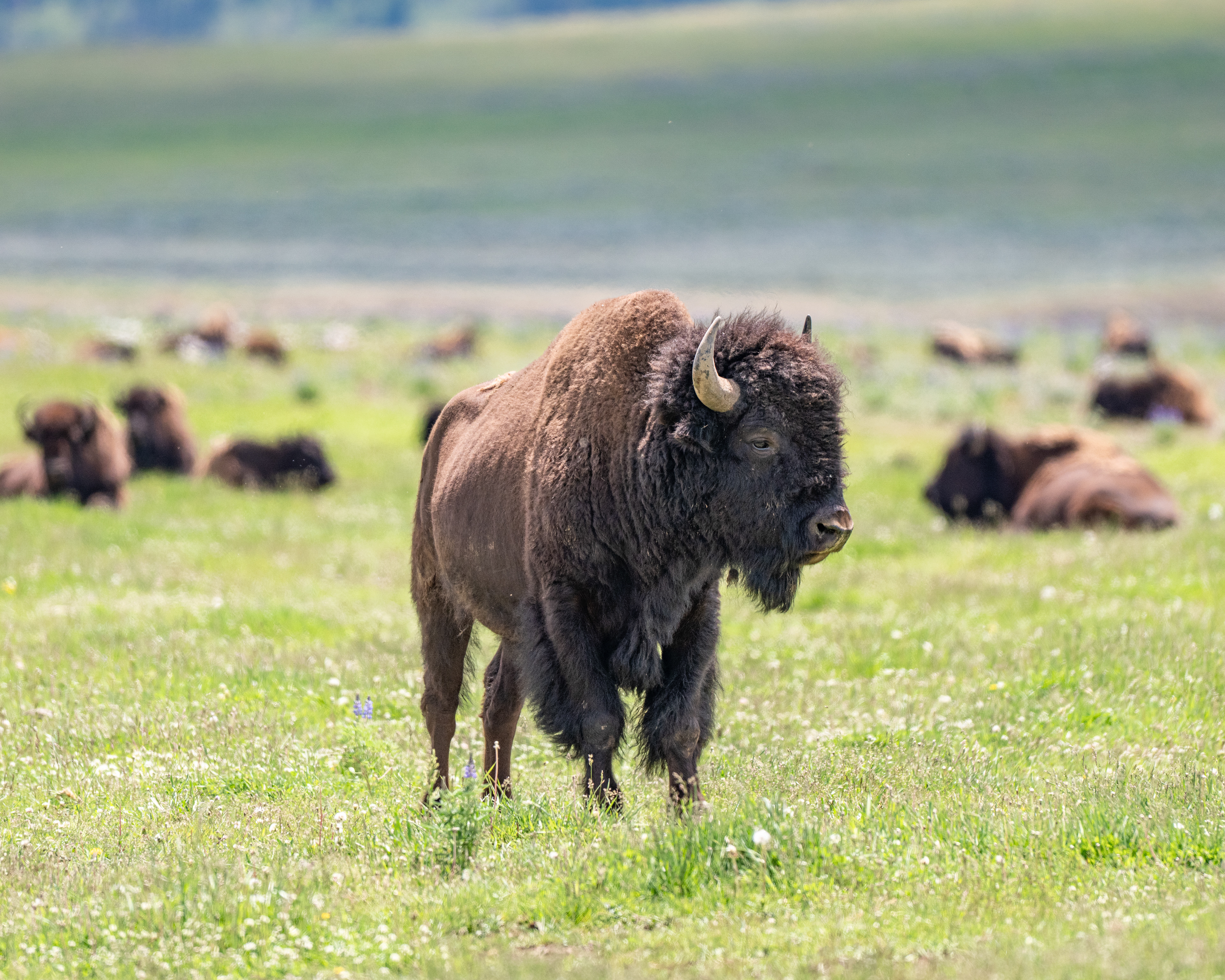 American Bison juvenile, Yellowstone National Park, WY, USA.