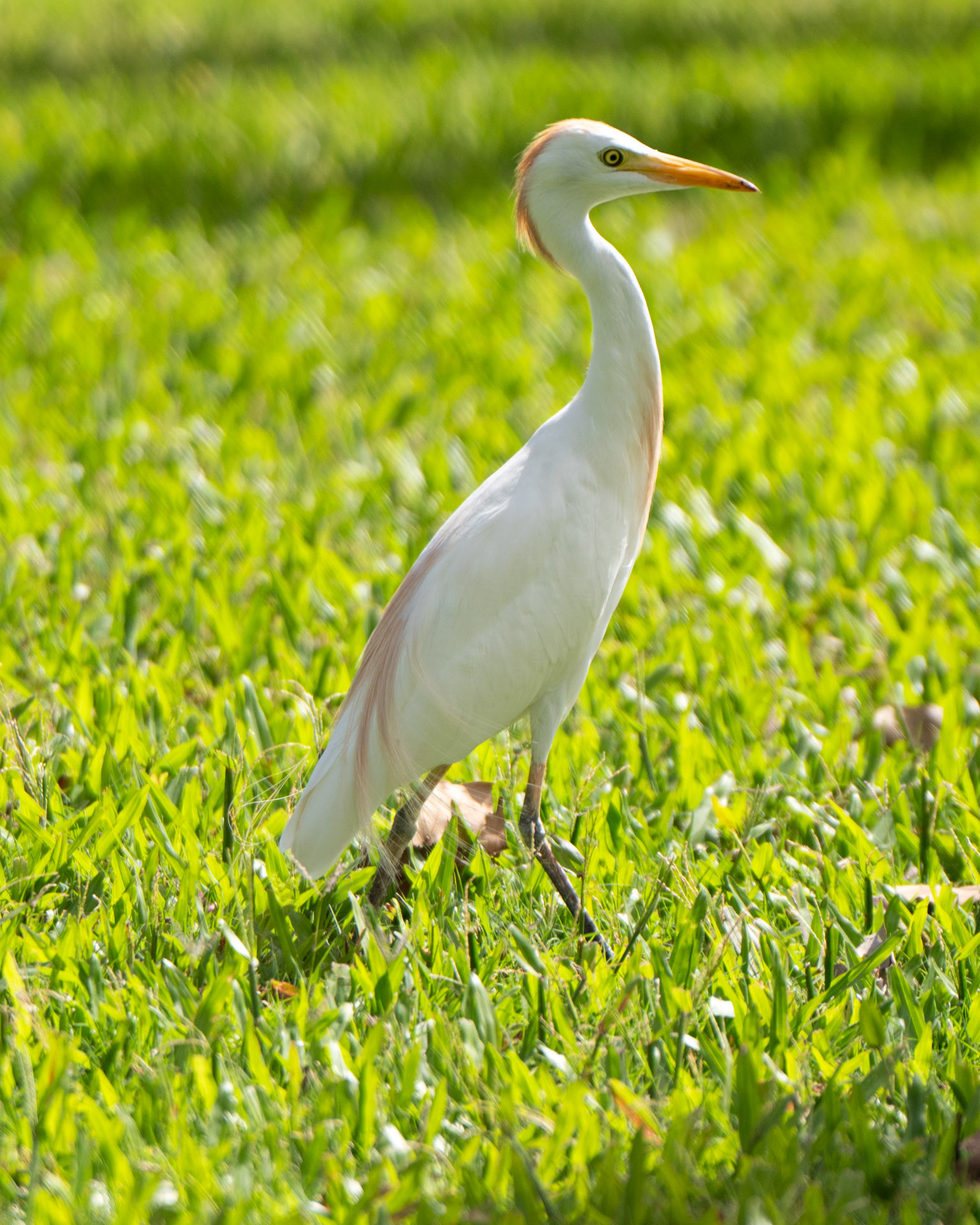 Cattle Egret, Hawaii.