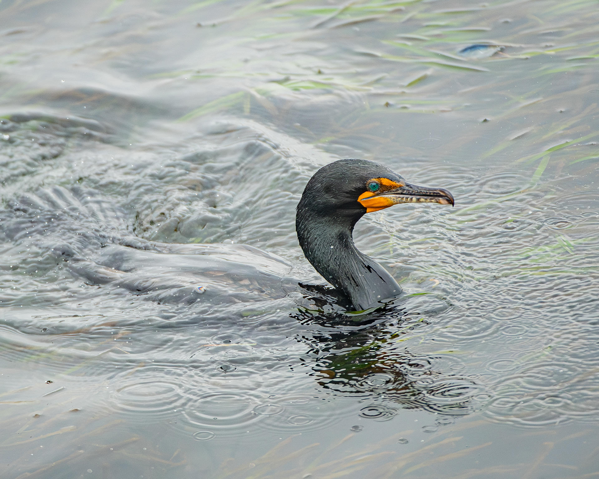 Double-crested Cormorant, Morro Bay, California, USA.