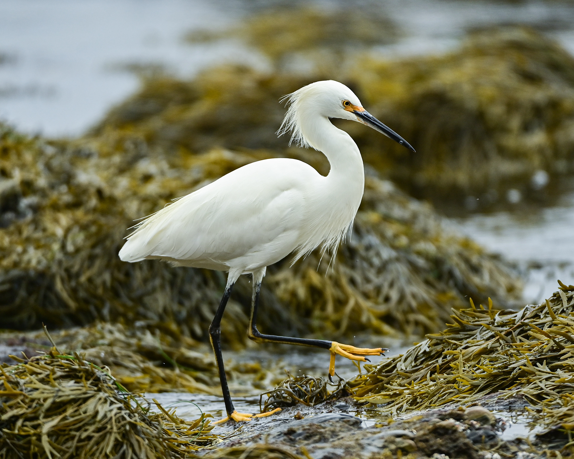 Snowy Egret, CA, USA.