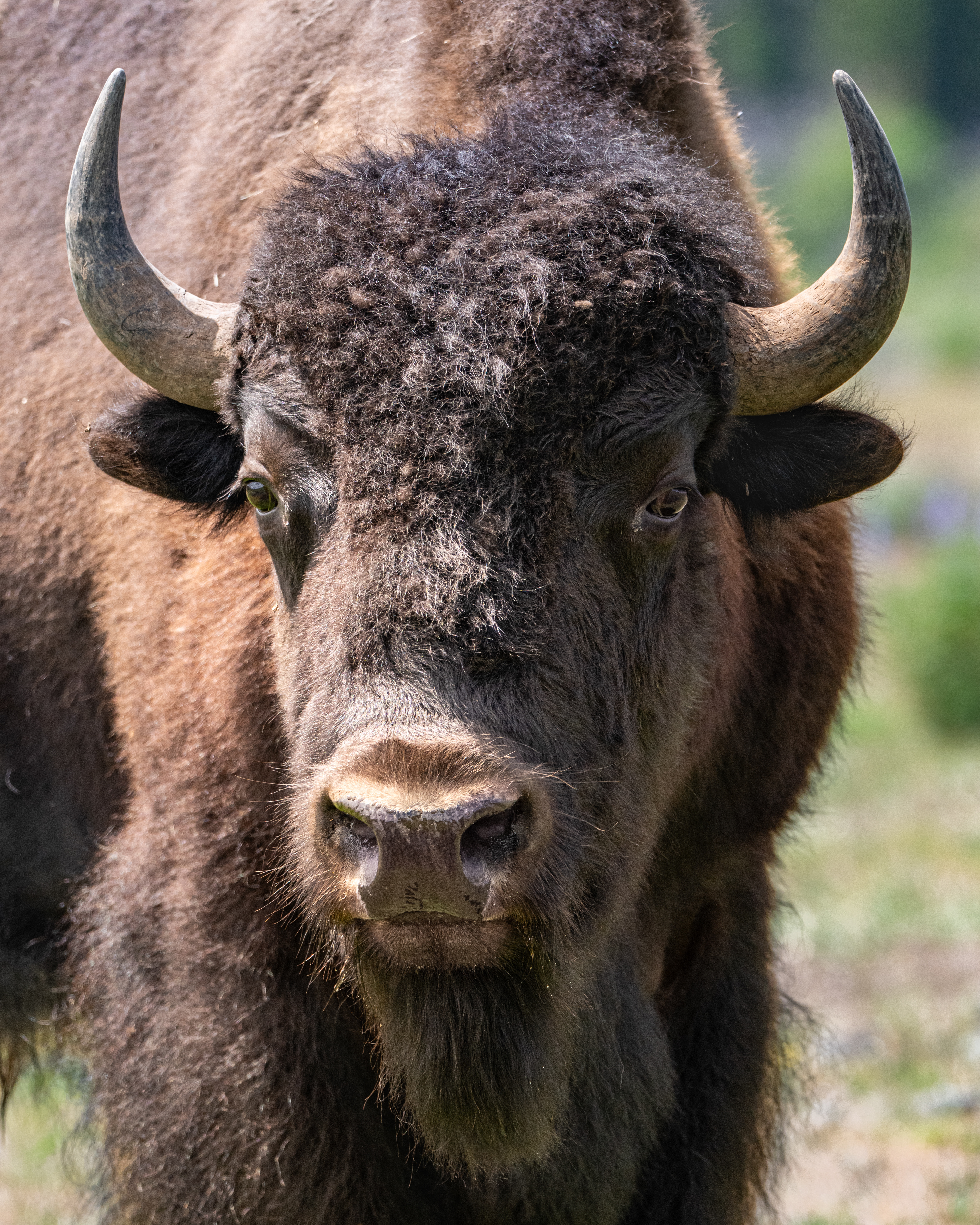 American Bison male, Yellowstone National Park, WY, USA.