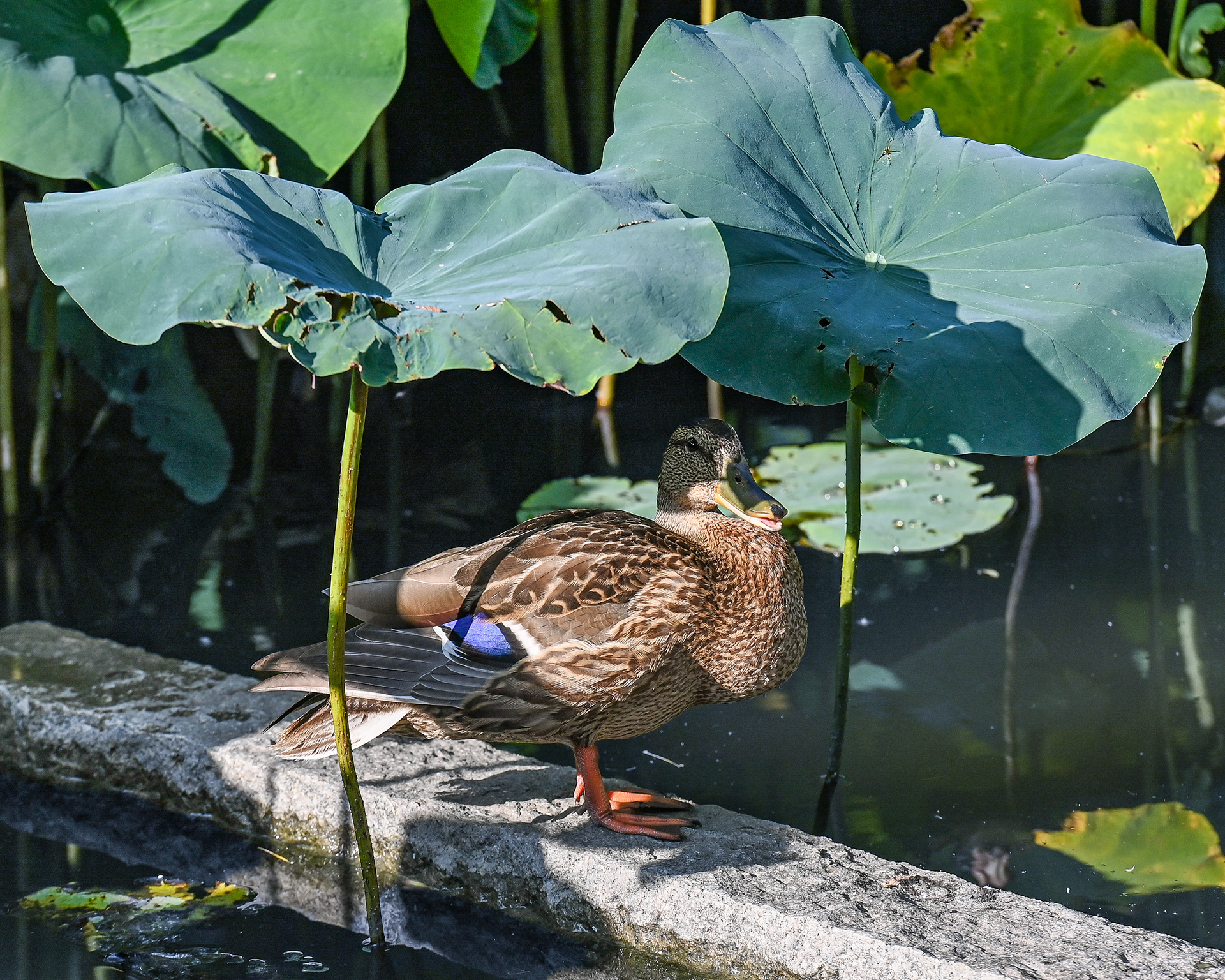 Mallard Duck, Kyoto,  Japan.