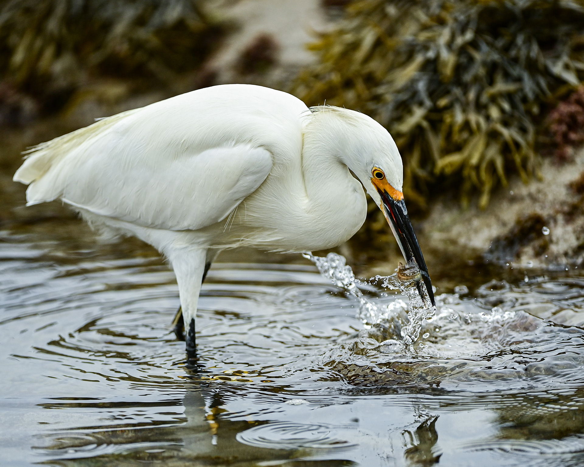 Snowy Egret, CA, USA.
