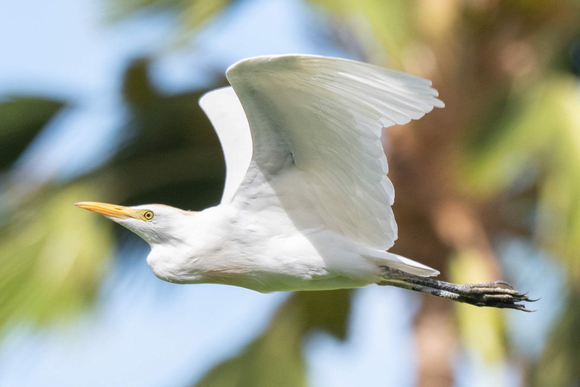 Cattle Egret, HI, USA.