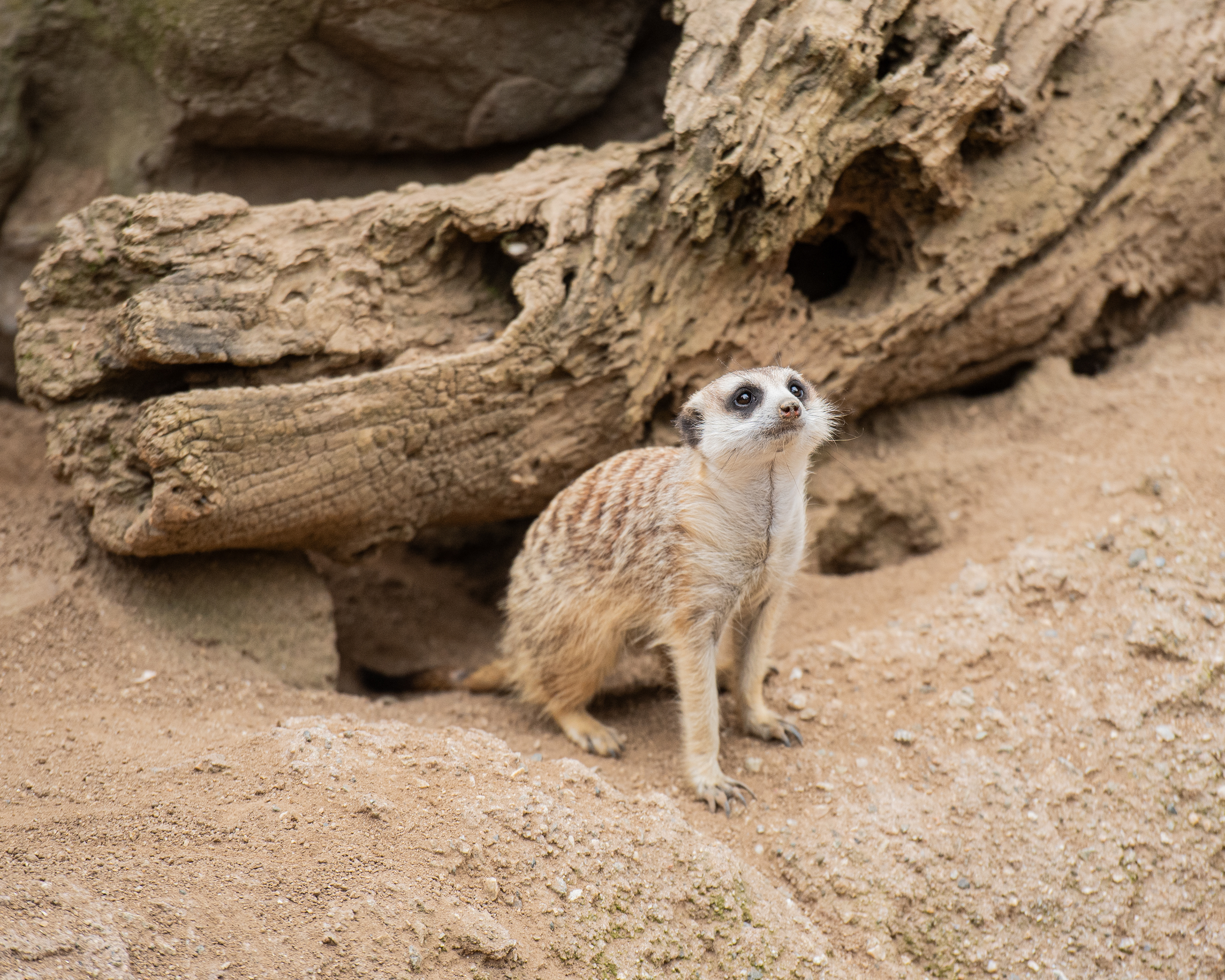 Meerkat, LA Zoo.