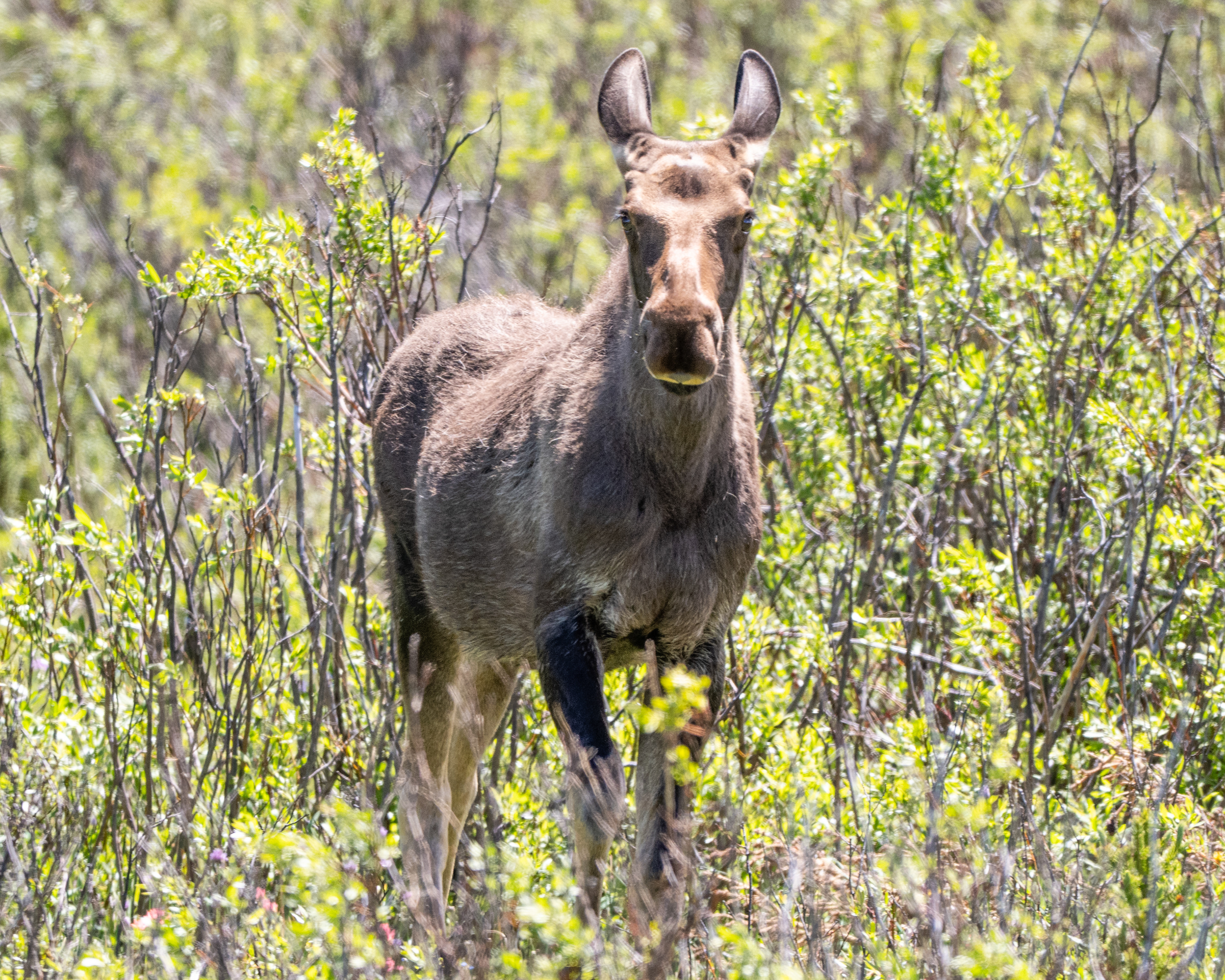 Moose calf, WY, USA.