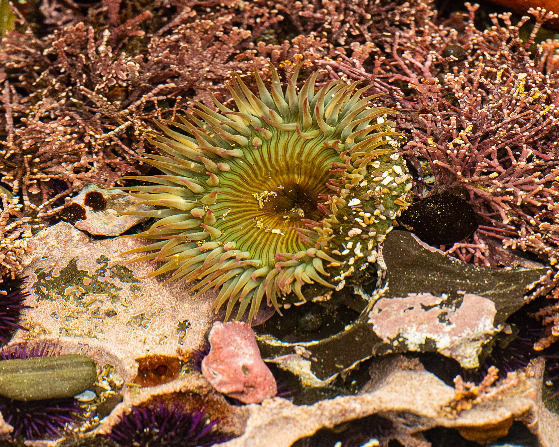 Sea Anemone, Morro Bay, California, USA.