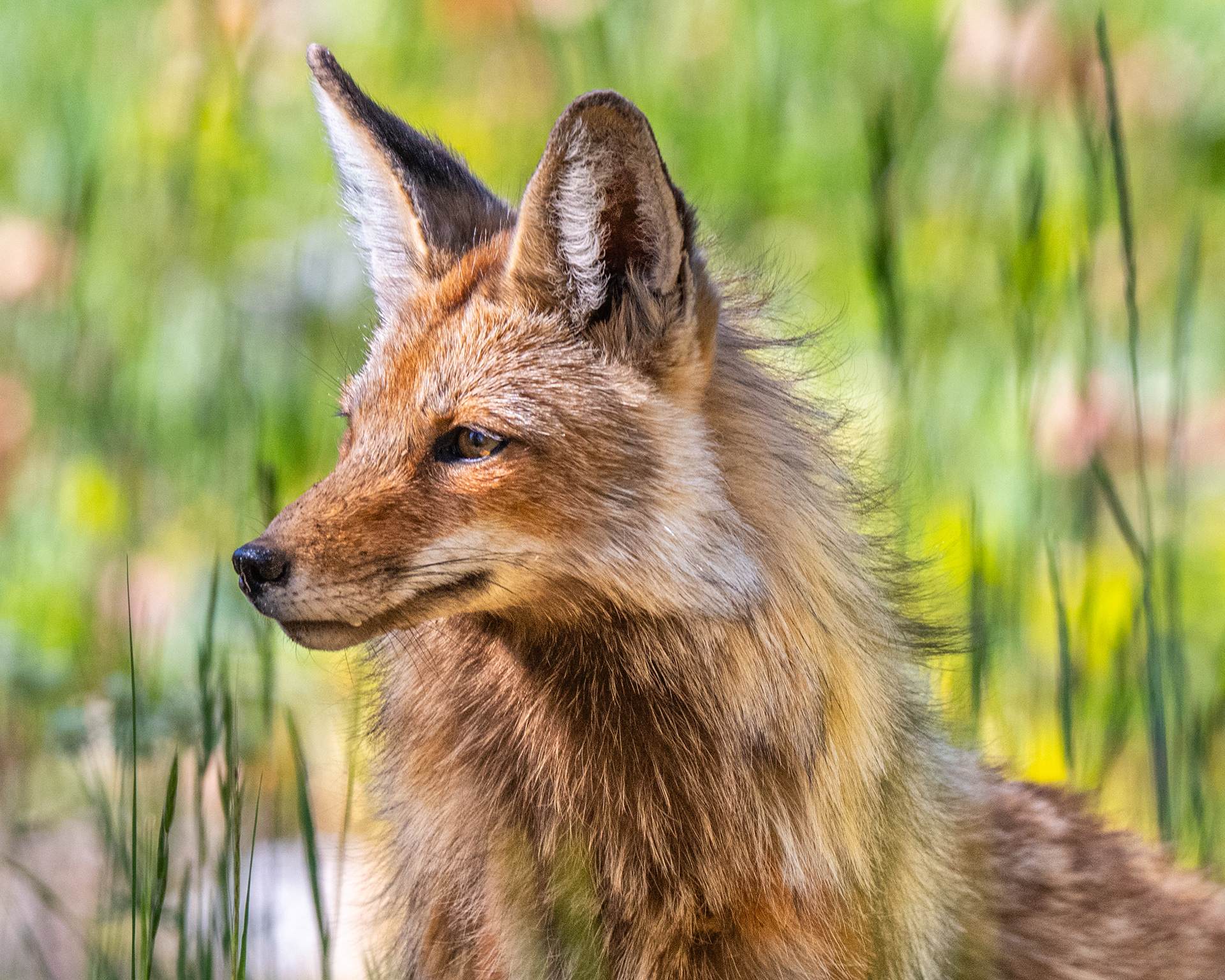 Red Fox, Grand Tetons National Park, WY, USA.