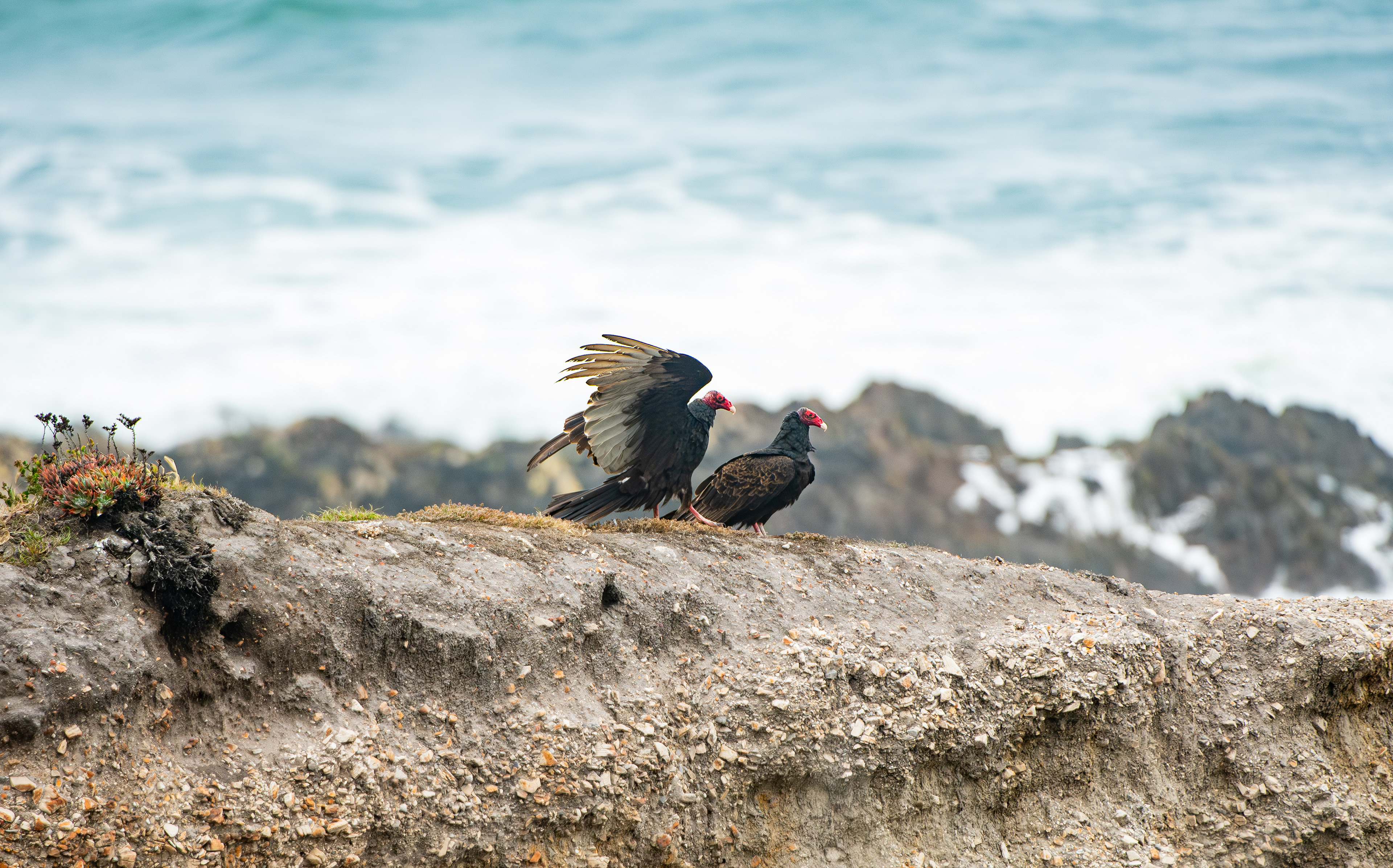 Turkey Vultures, Morro Bay, California, USA.
