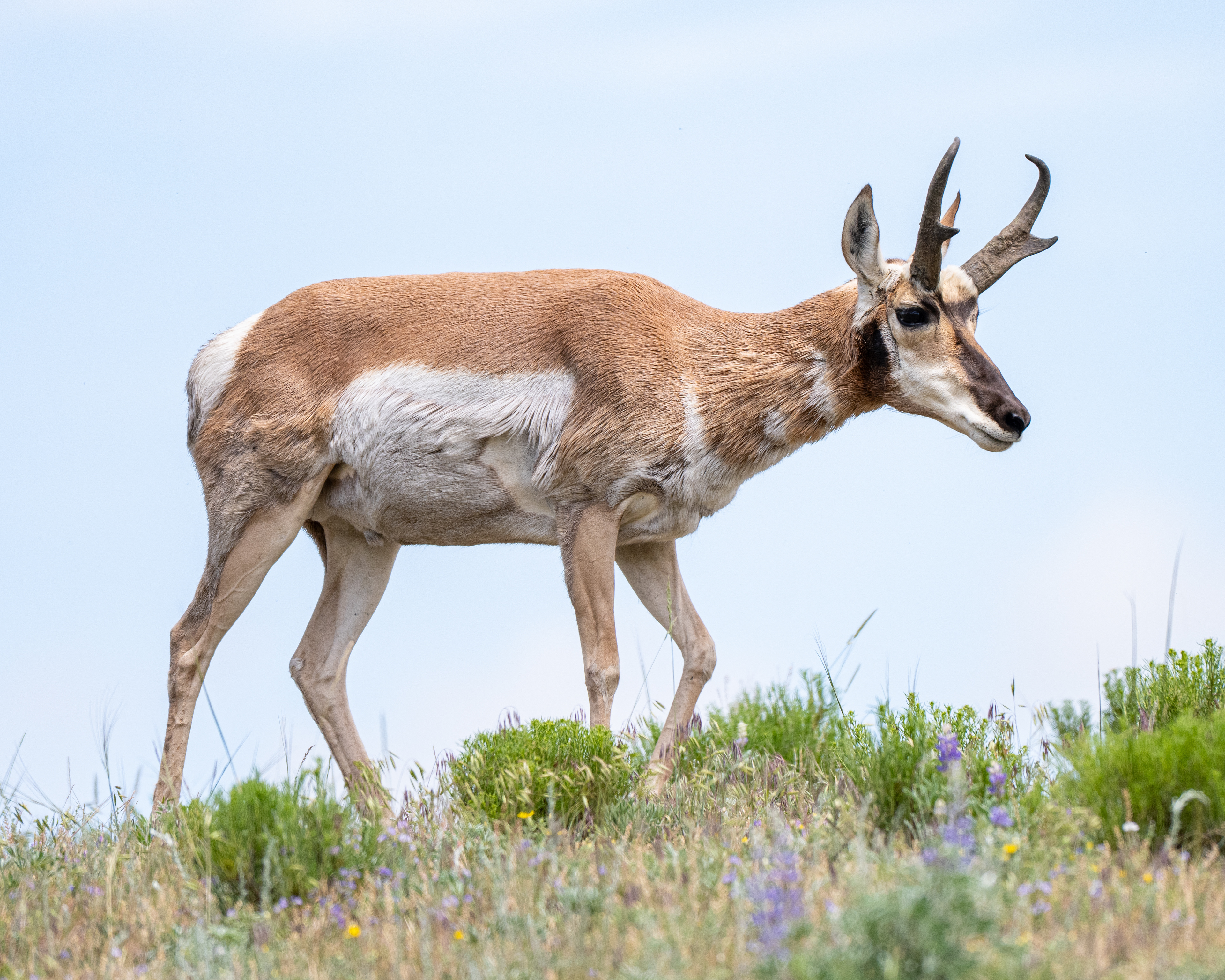 Pronghorn, Yellowstone National Park, WY, USA.