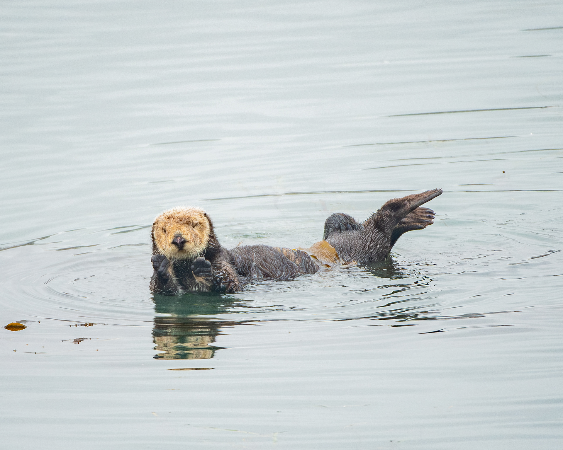 Southern Sea Otter, Morro Bay, California, USA.