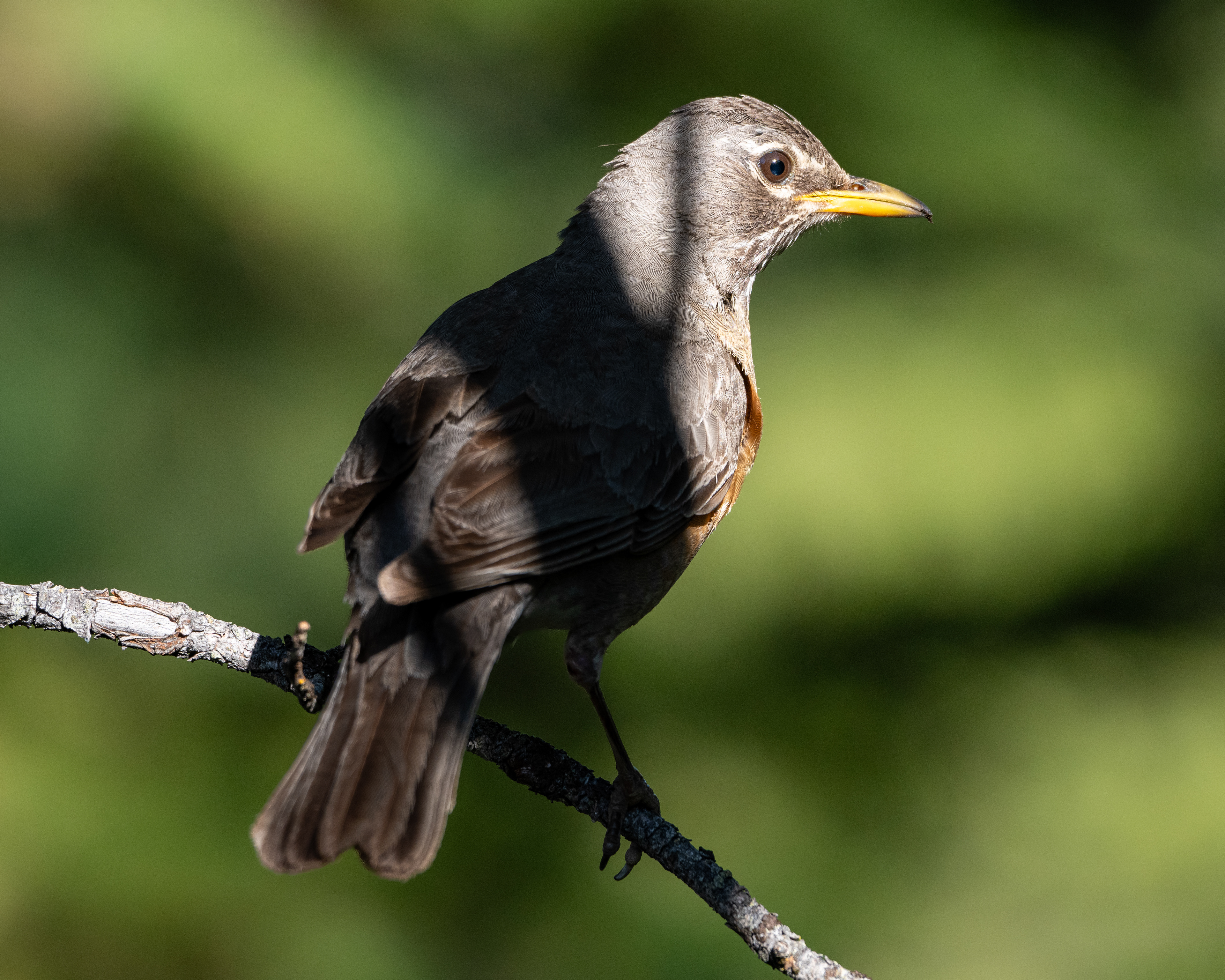 Thrush, WY, USA.