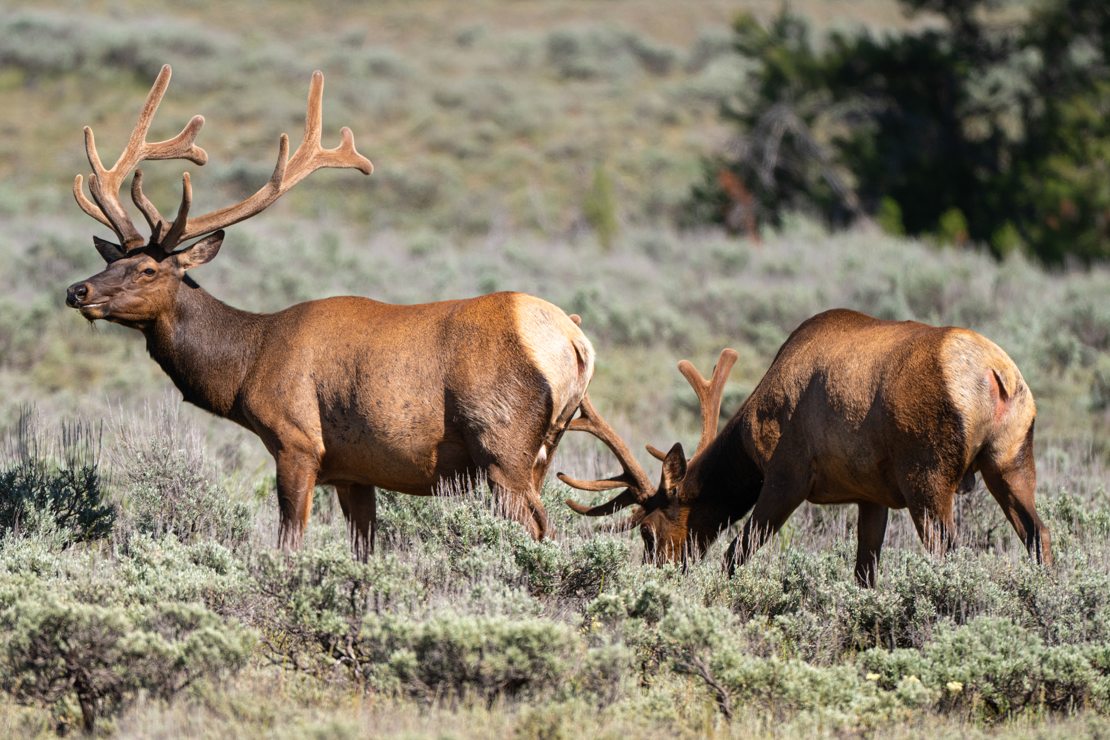 Elk, Grand Tetons National Park, WY, USA.