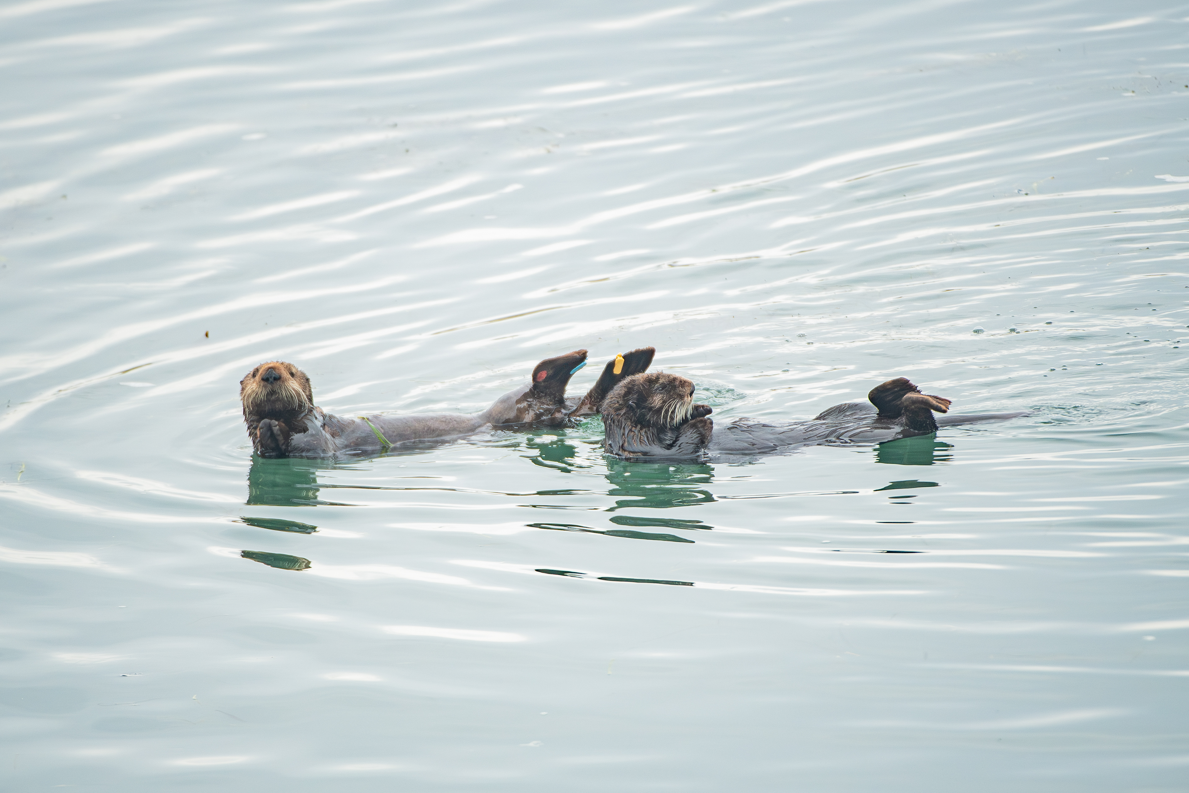 Southern Sea Otters, Morro Bay, California, USA.